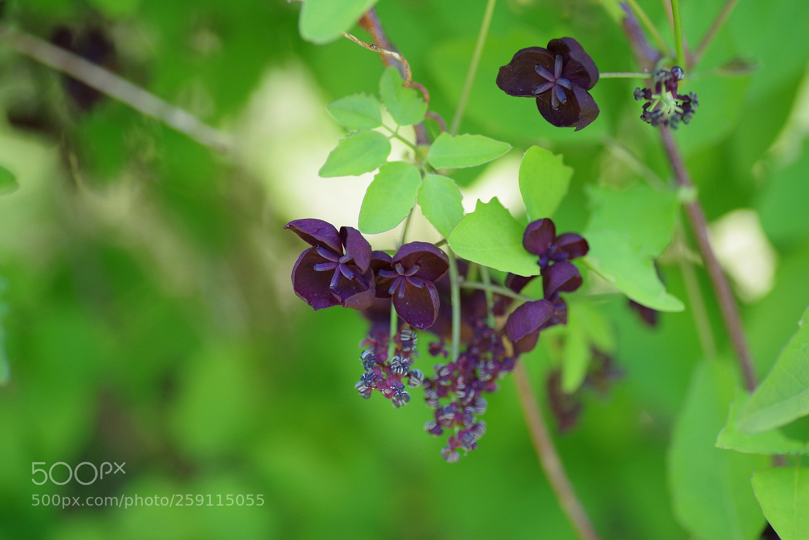 Pentax K-1 sample photo. Akebia trifoliata photography