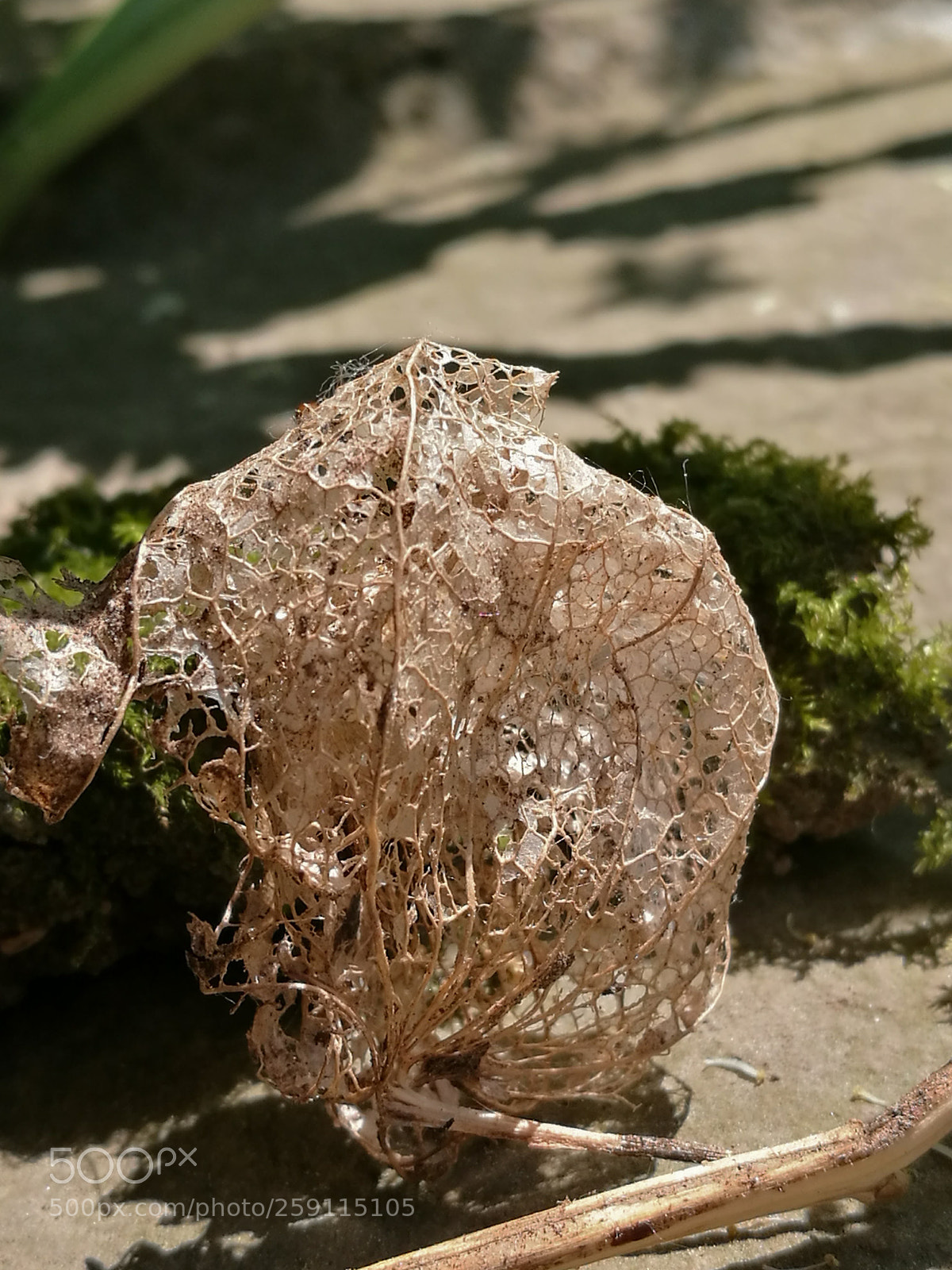 HUAWEI P9 sample photo. Physalis photography