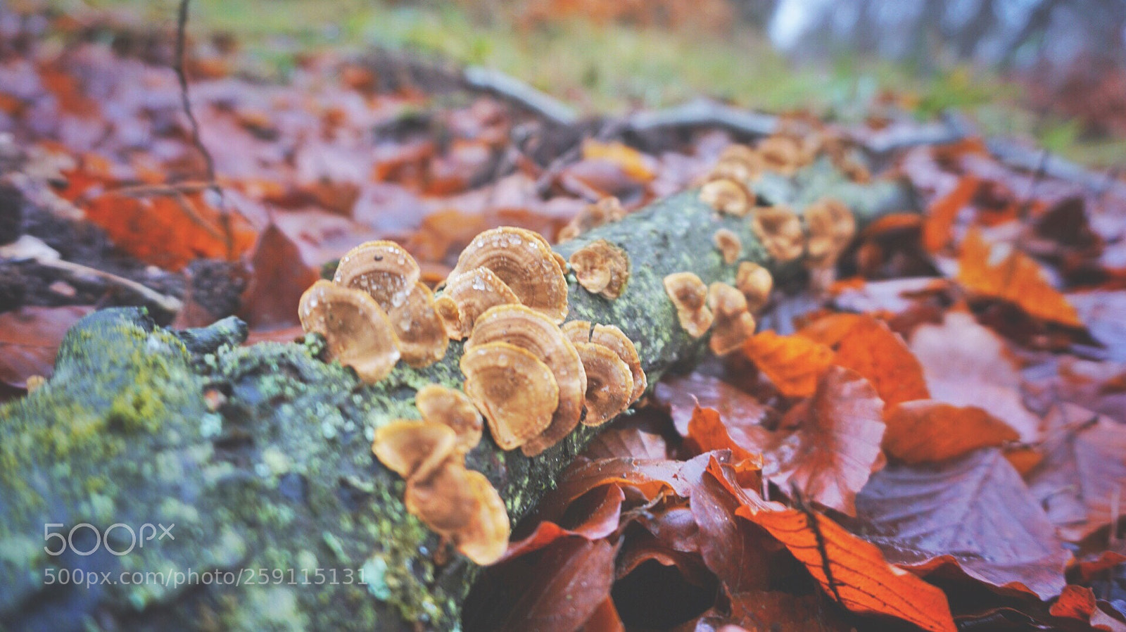 Sony a6000 sample photo. Untitled photography