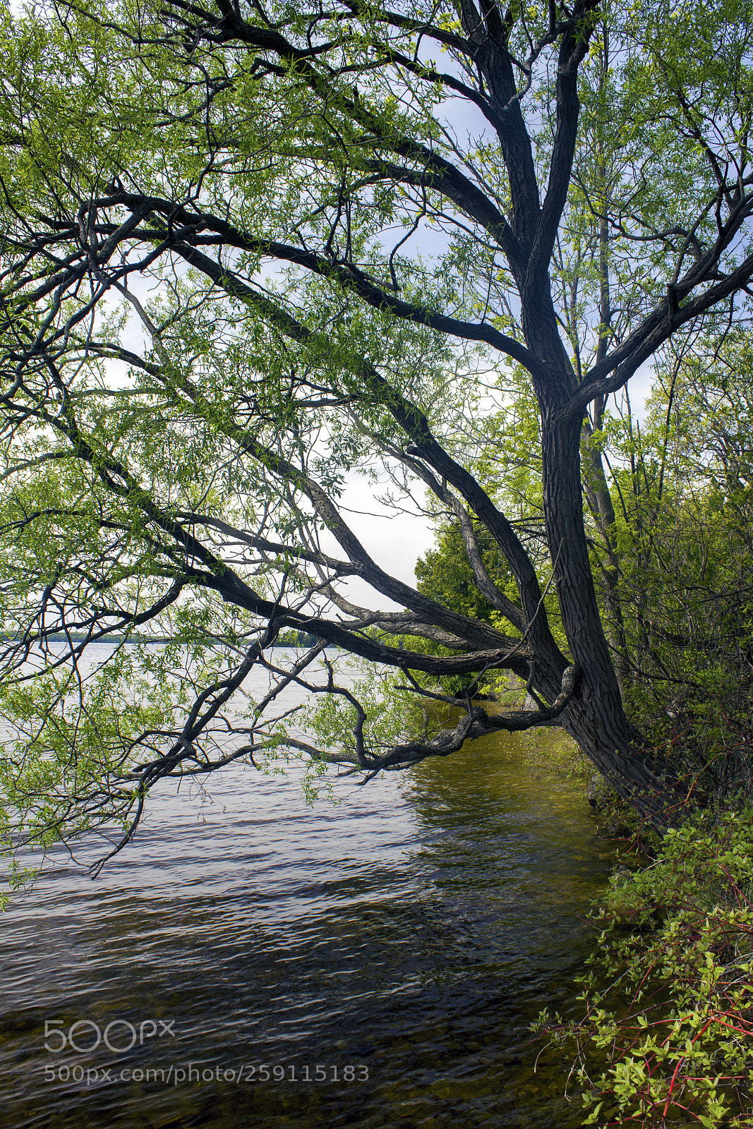 Canon EOS 600D (Rebel EOS T3i / EOS Kiss X5) sample photo. Tree and water photography