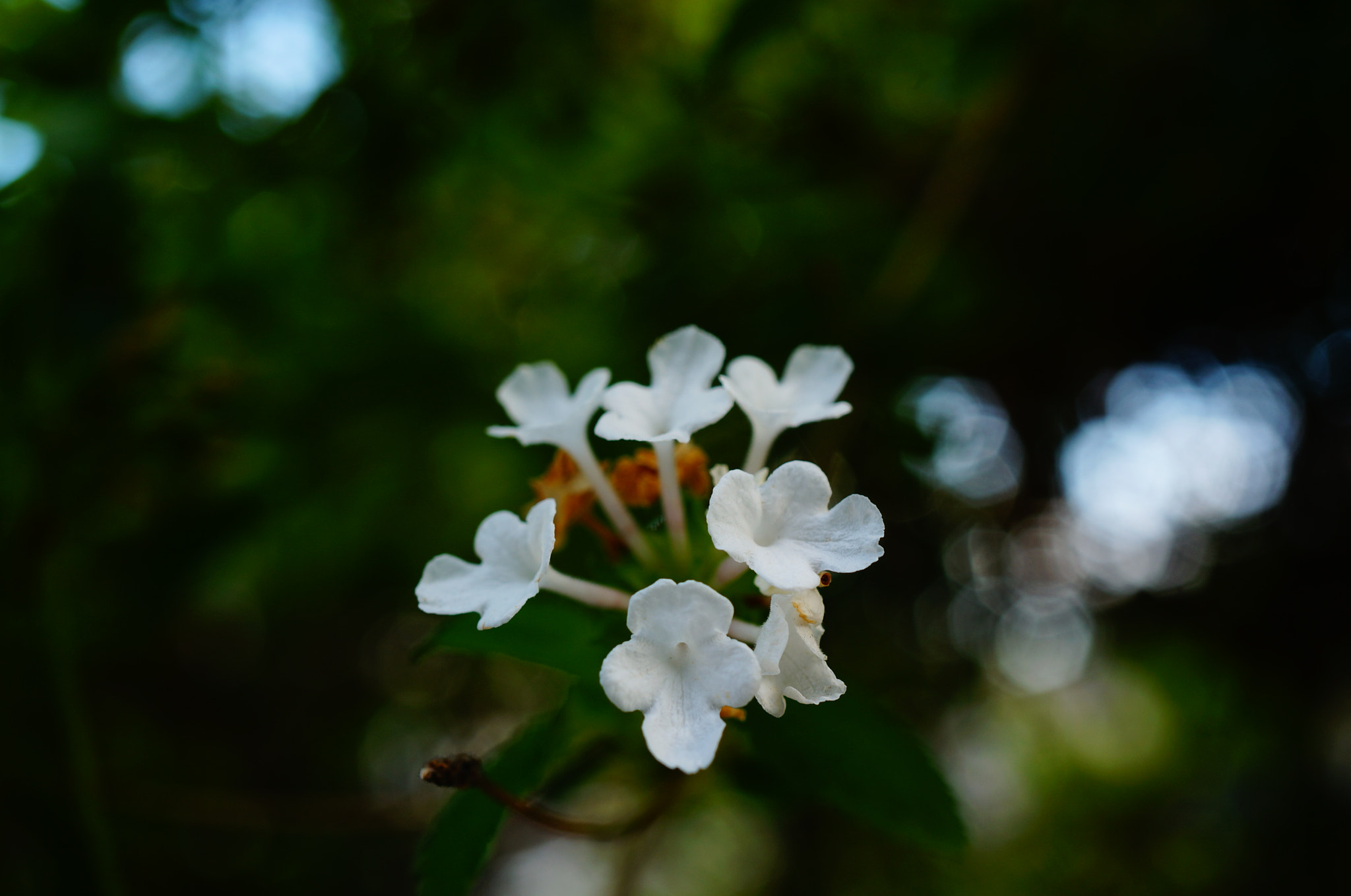 Sony Alpha NEX-5T sample photo. White little flowers photography