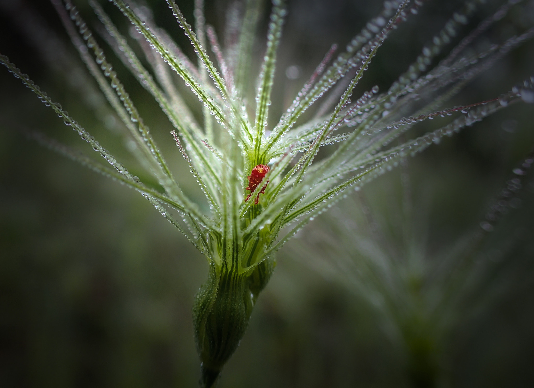 Olympus TG-4 sample photo. Morning creatures photography