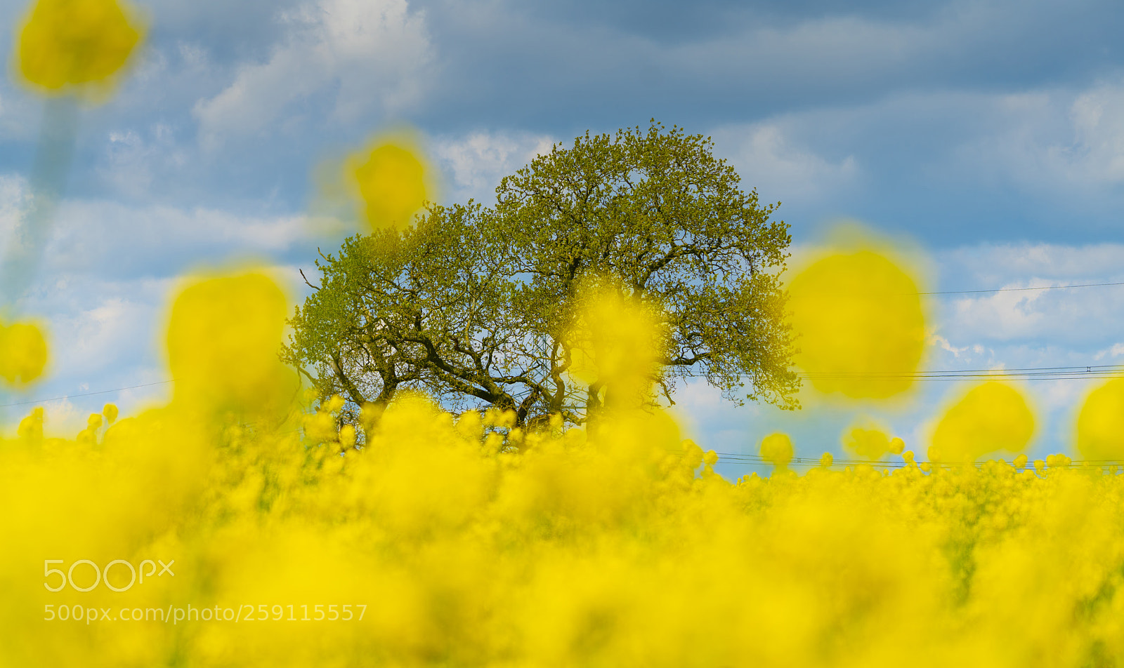 Sony a7R II sample photo. Rape photography