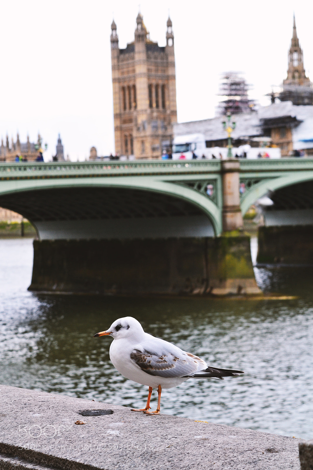Nikon D3100 sample photo. Bird photography