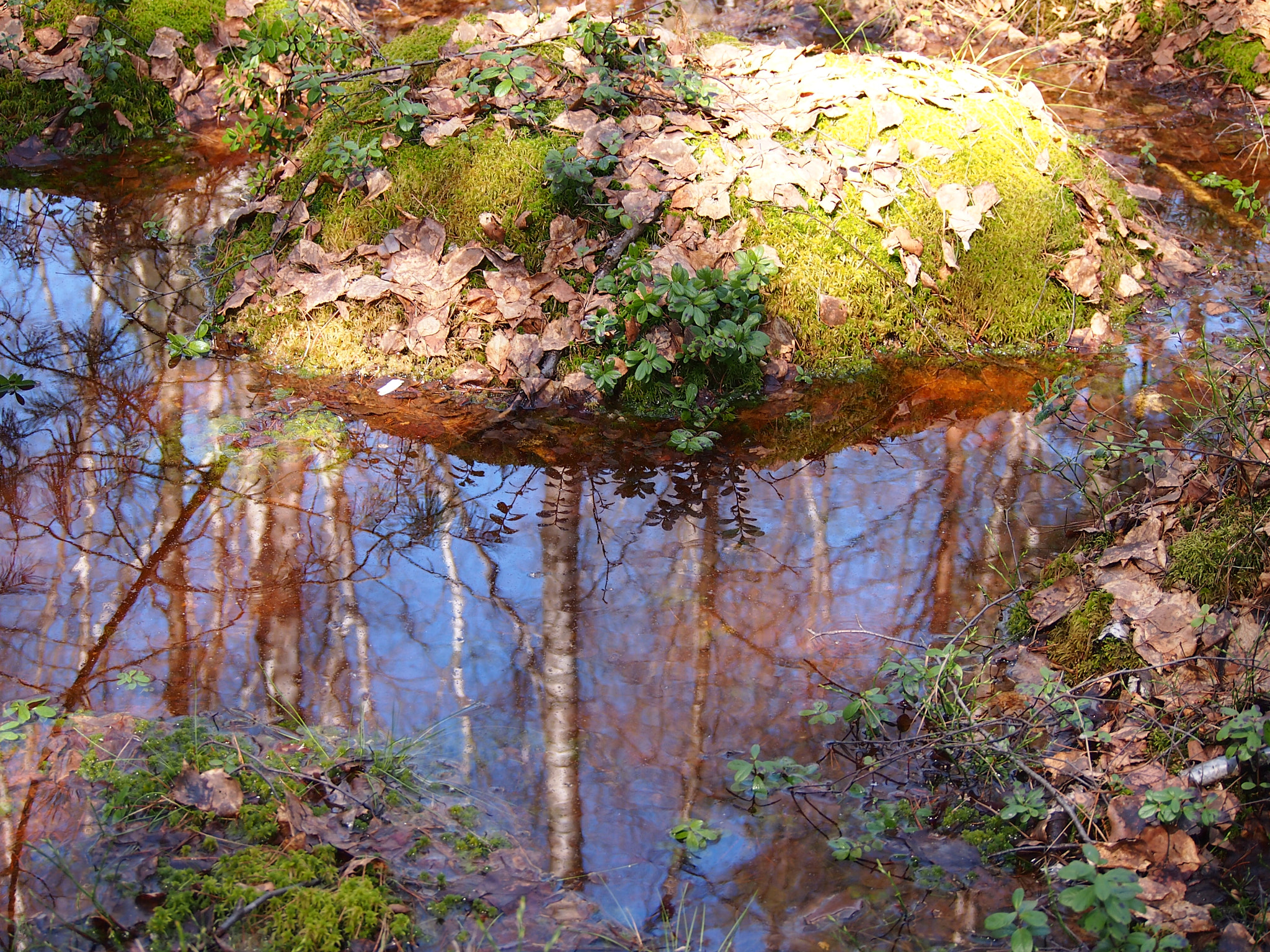 Olympus PEN E-PM1 sample photo. Opal bog. photography