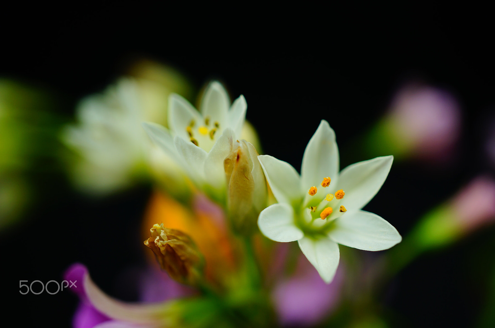 Sony Alpha NEX-5T sample photo. Little flowers from the summer garden photography