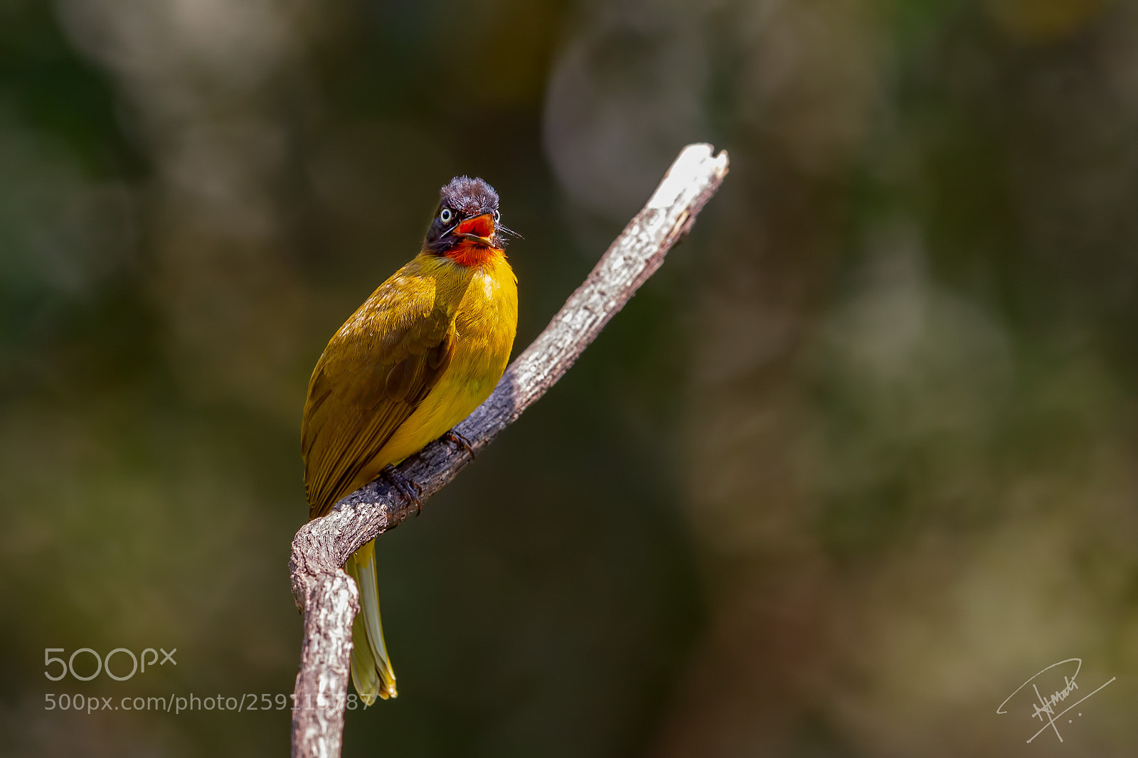 Canon EOS 5D Mark IV sample photo. Ruby-throated bulbul photography