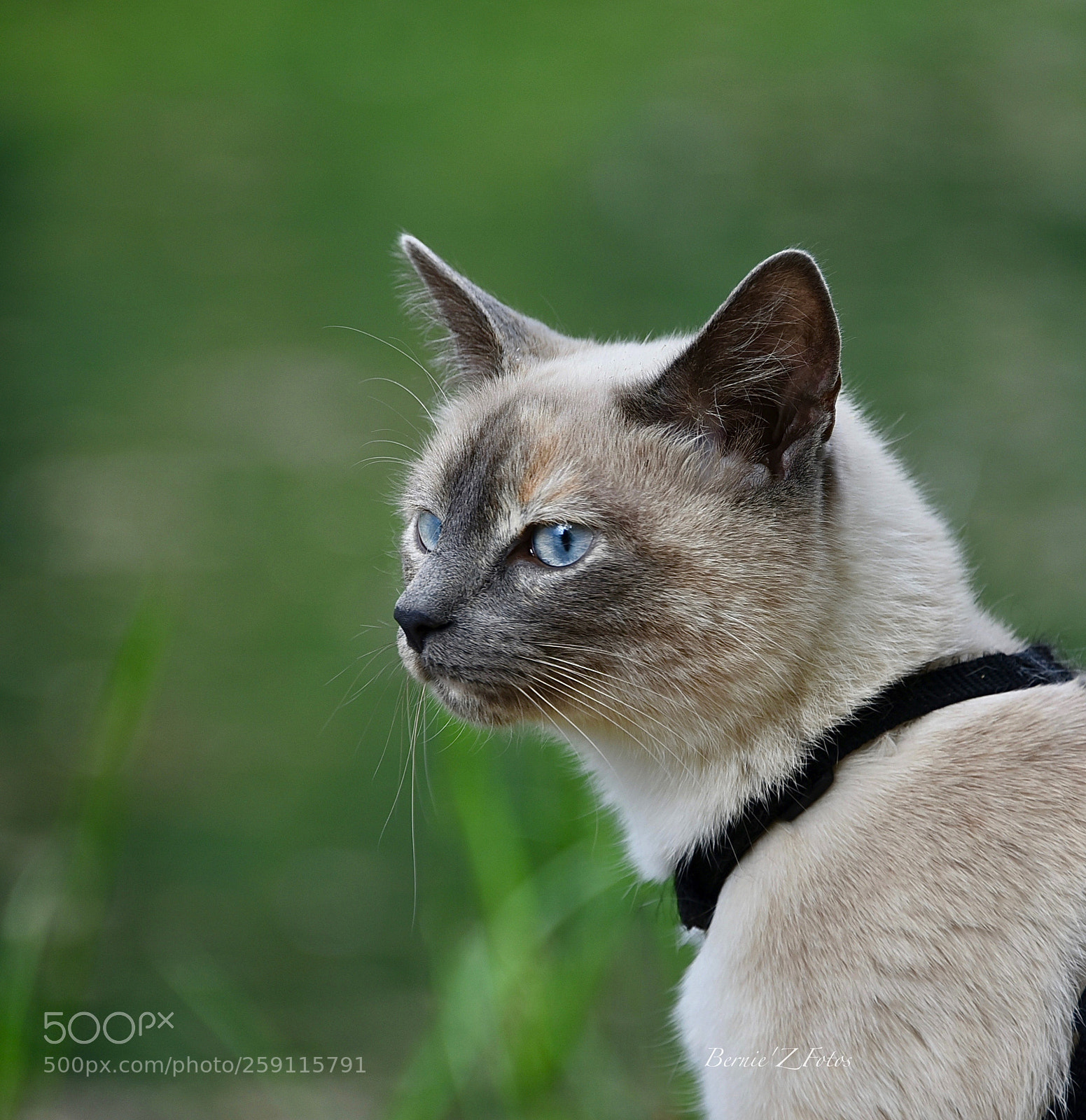 Nikon D750 sample photo. Miaou ! photography