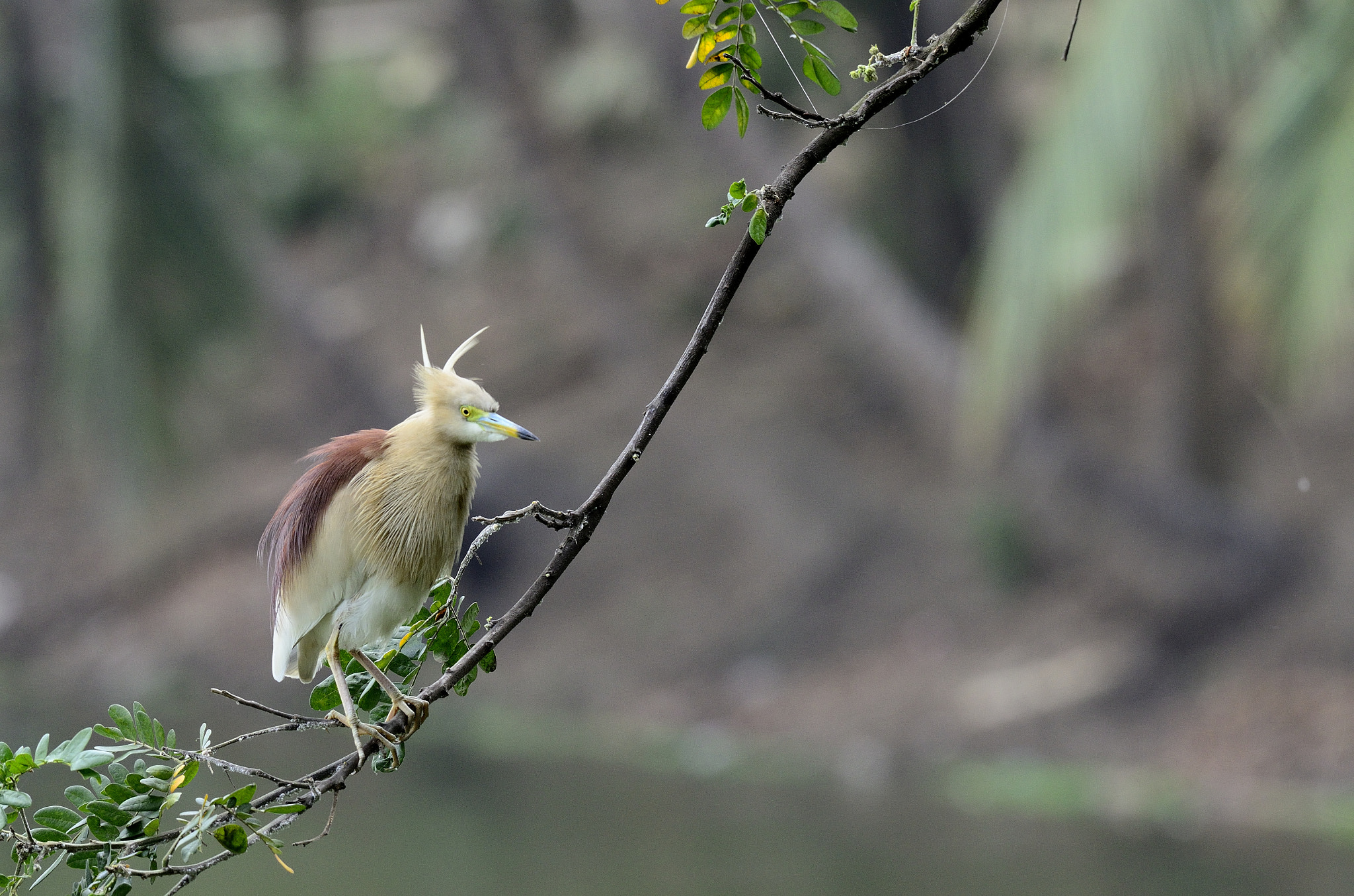 Nikon AF-S Nikkor 200-500mm F5.6E ED VR sample photo. Indian pond heron in breeding plumage photography