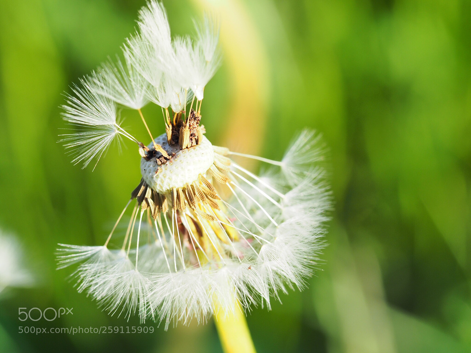 Olympus OM-D E-M1 Mark II sample photo. Dandelion photography