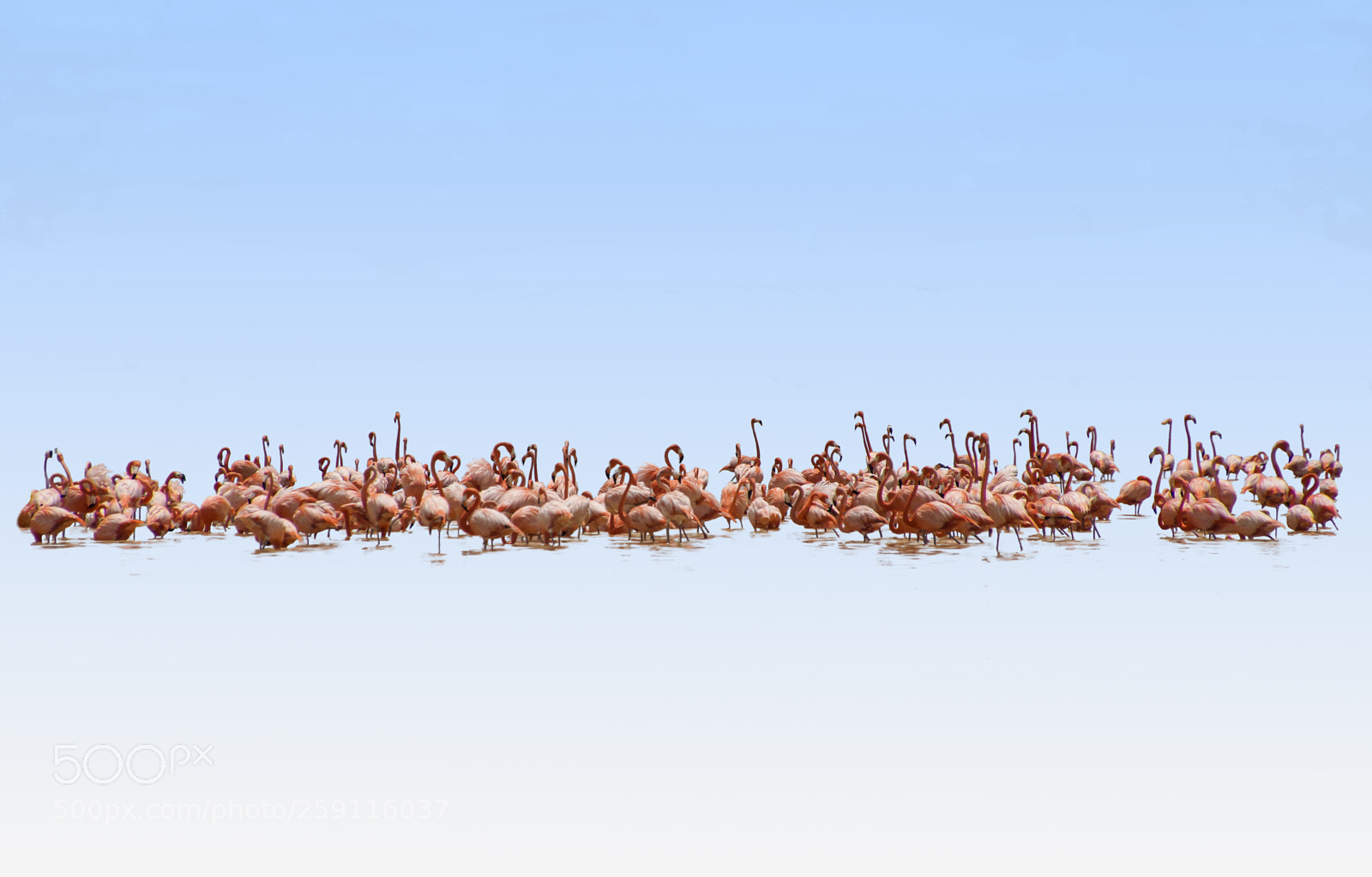 Sony SLT-A77 sample photo. Flamingos taking a bath photography