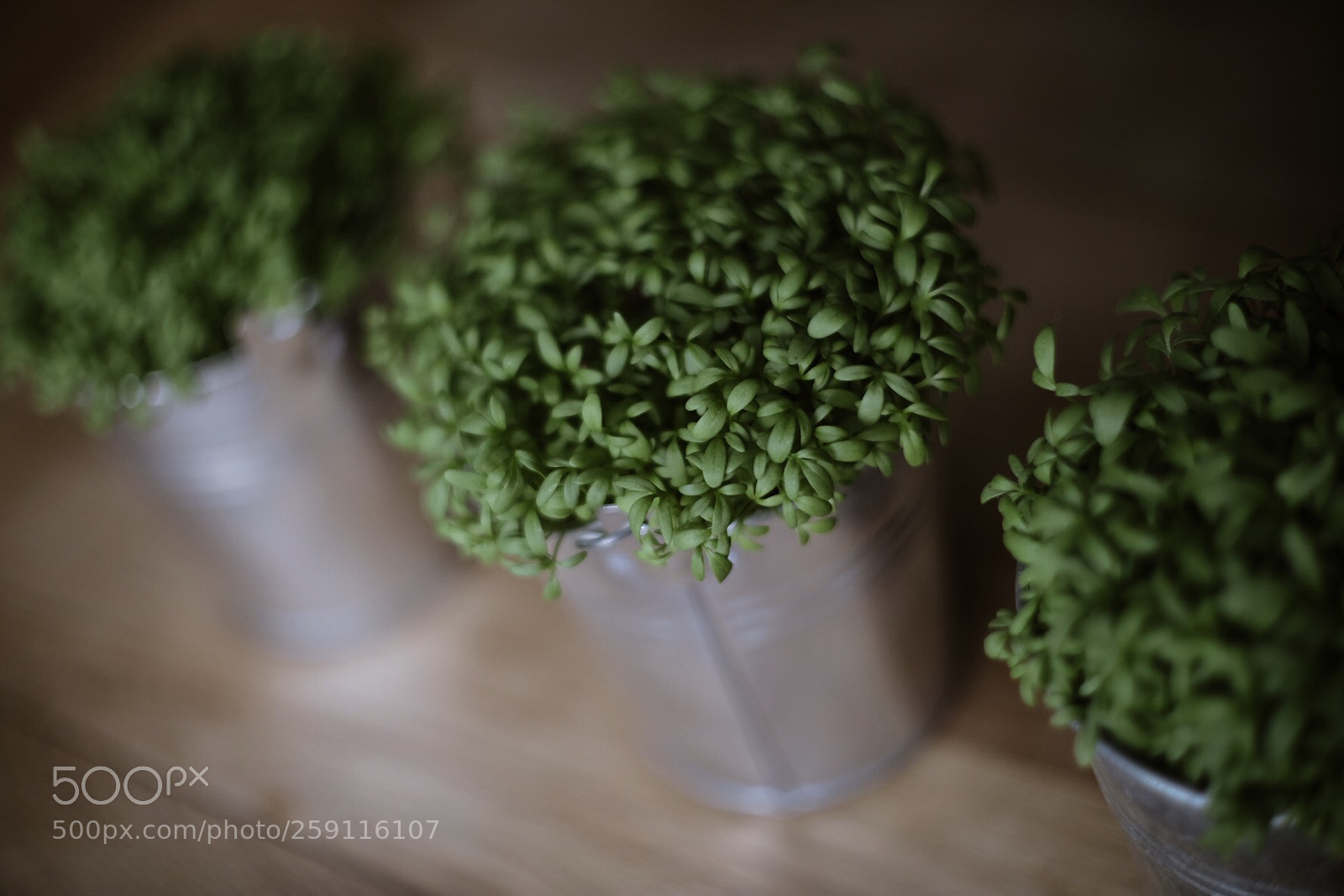 Fujifilm X-H1 sample photo. Table garden photography