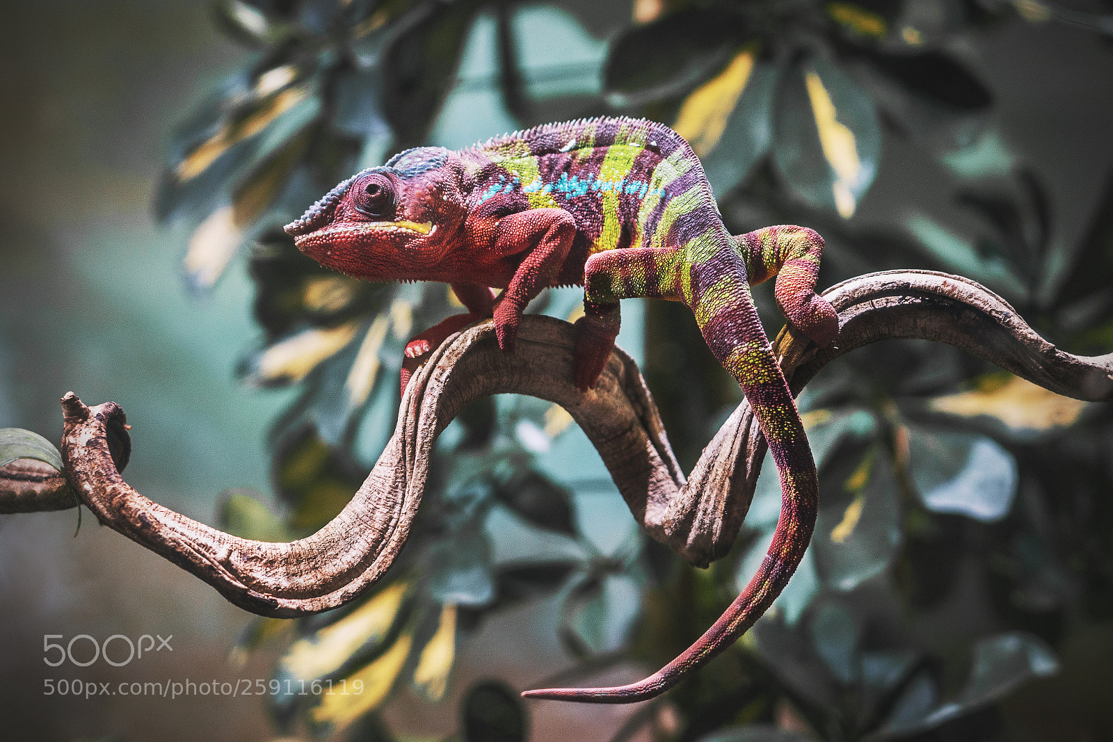Sony a7R II sample photo. Chameleon on a branch photography