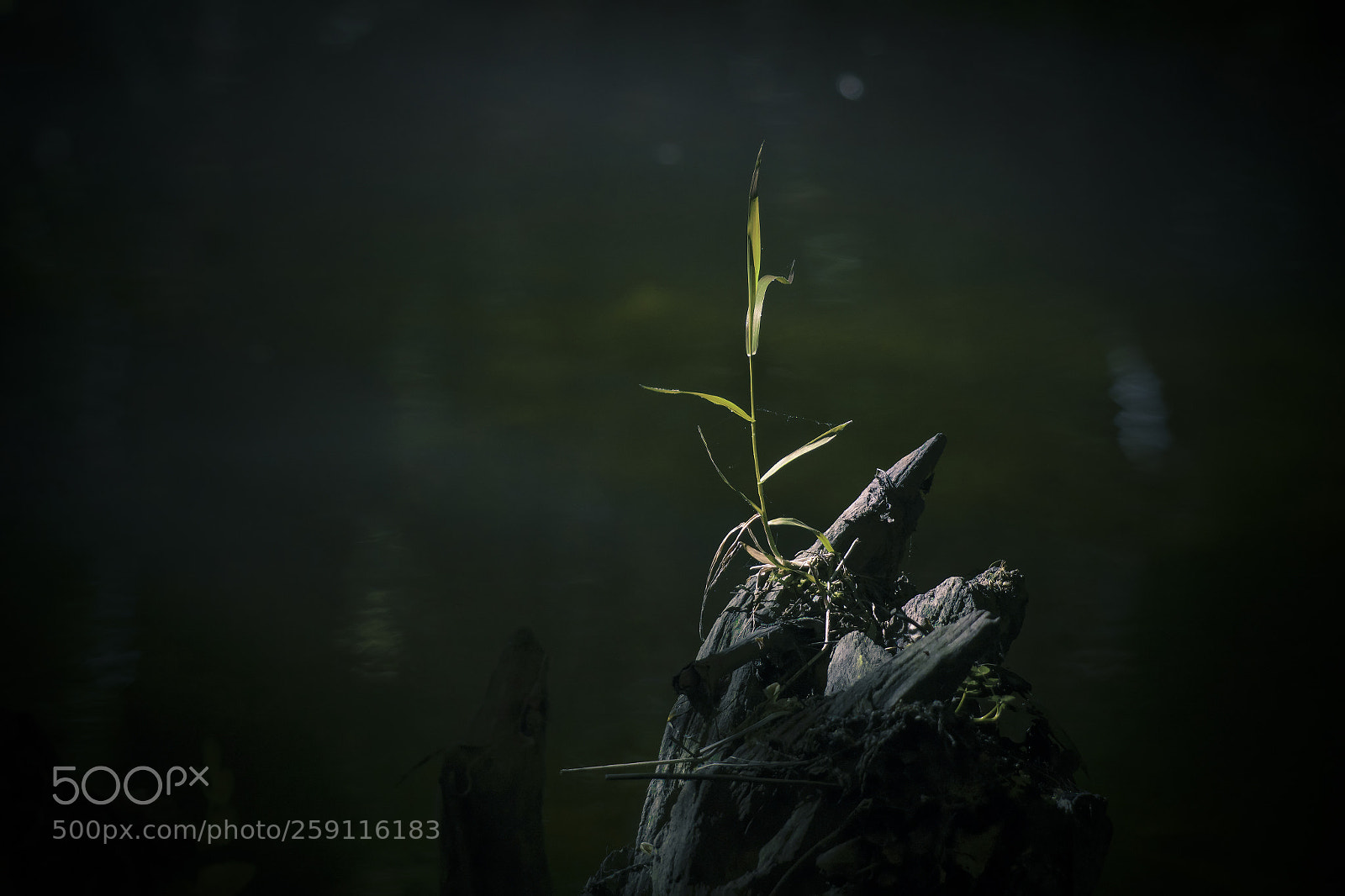 Sony ILCA-77M2 sample photo. Only one photography