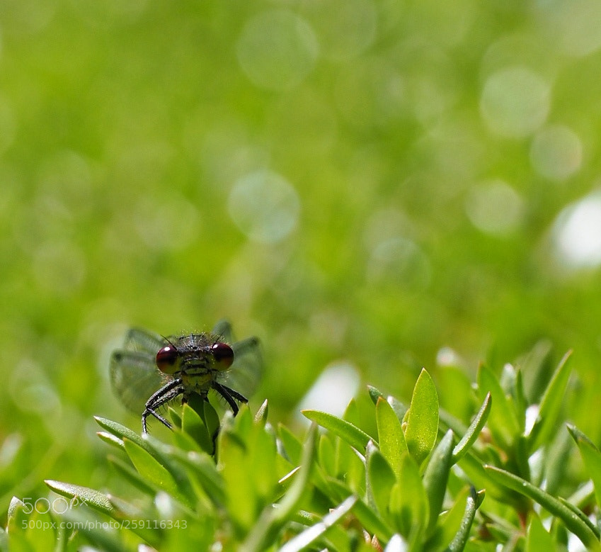 Olympus OM-D E-M1 Mark II sample photo. Small red photography