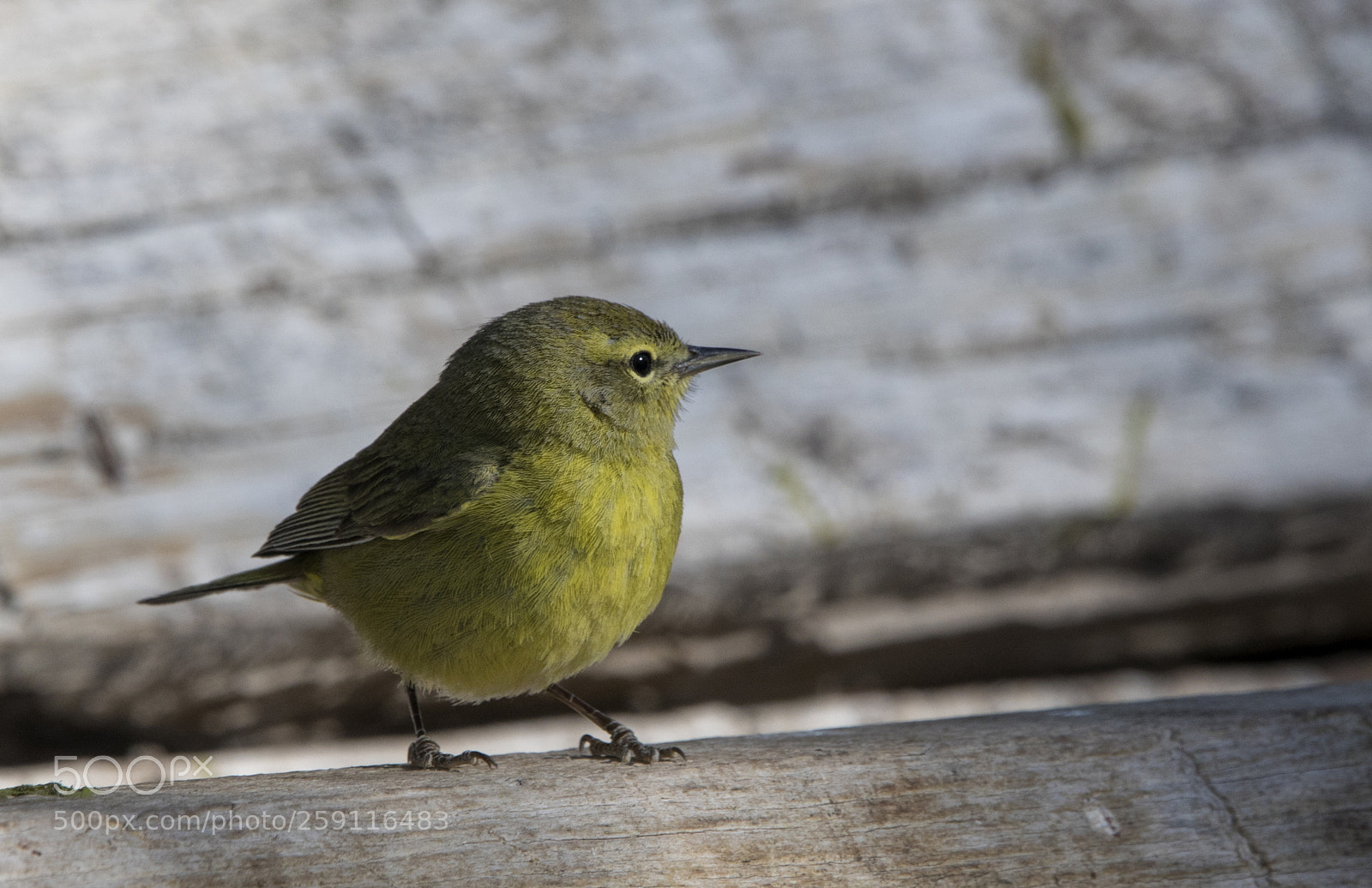 Canon EOS 5D Mark IV sample photo. Orange-crowned warbler photography