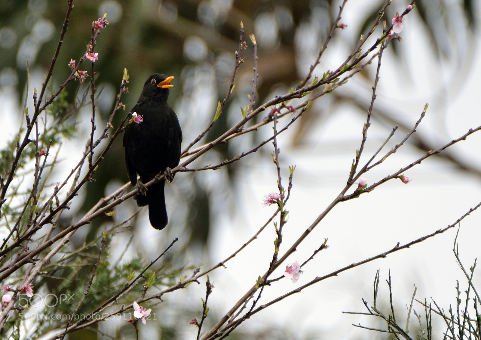 Nikon D7000 sample photo. Merlo. photography