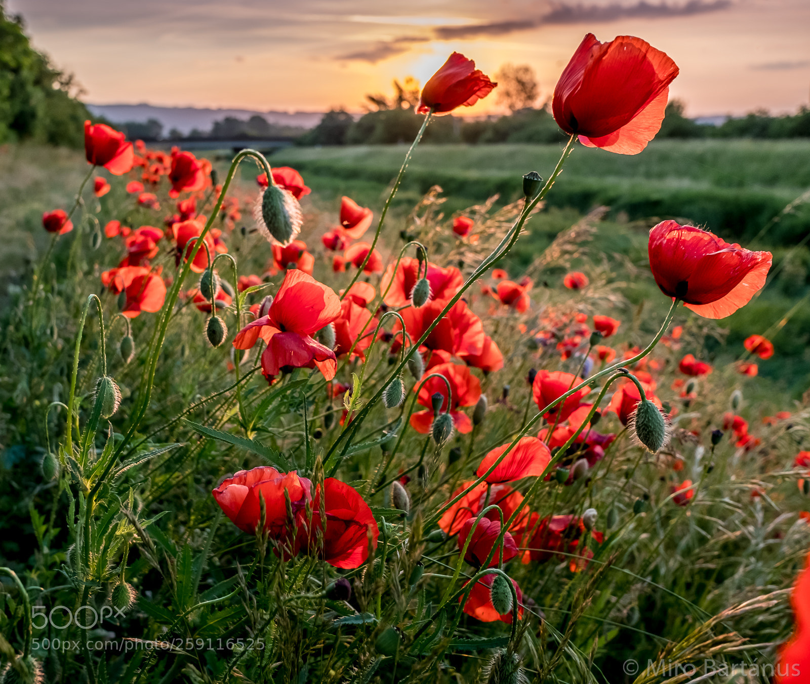 Fujifilm X70 sample photo. Red wild poppies photography