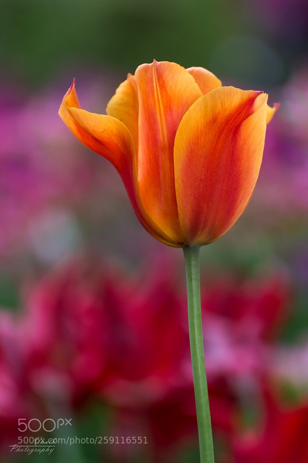 Nikon D7100 sample photo. Dites le avec des photography