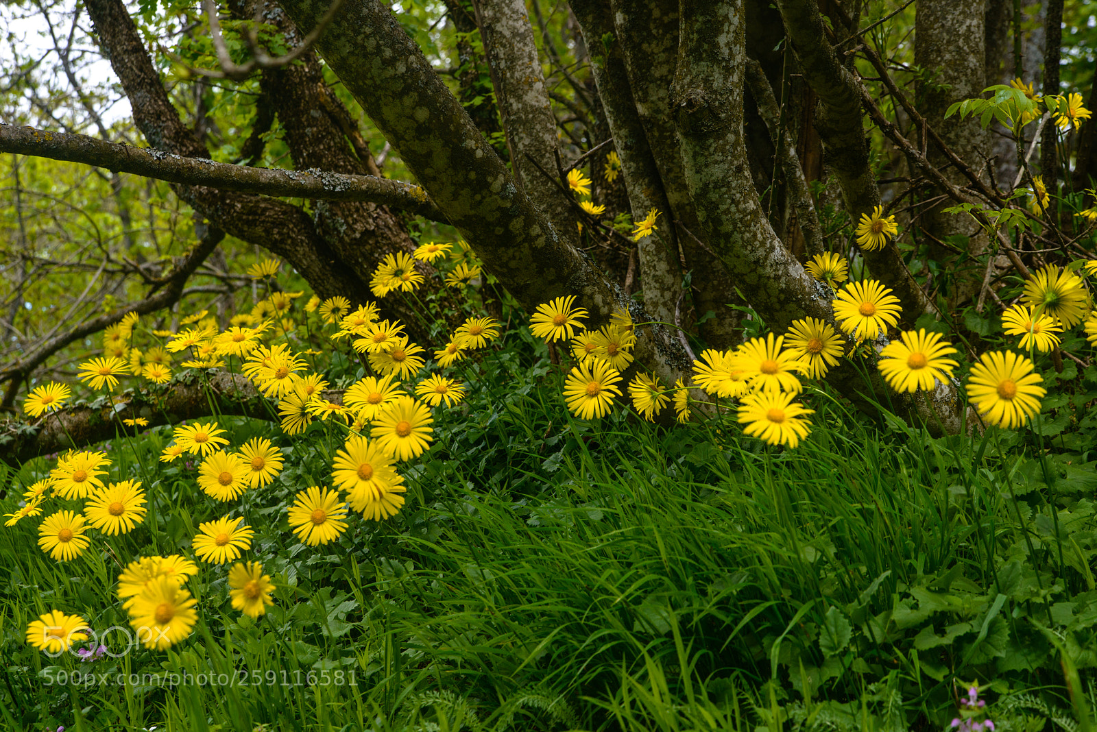 Nikon D800 sample photo. Yellow blooming (senecio doronicum) photography