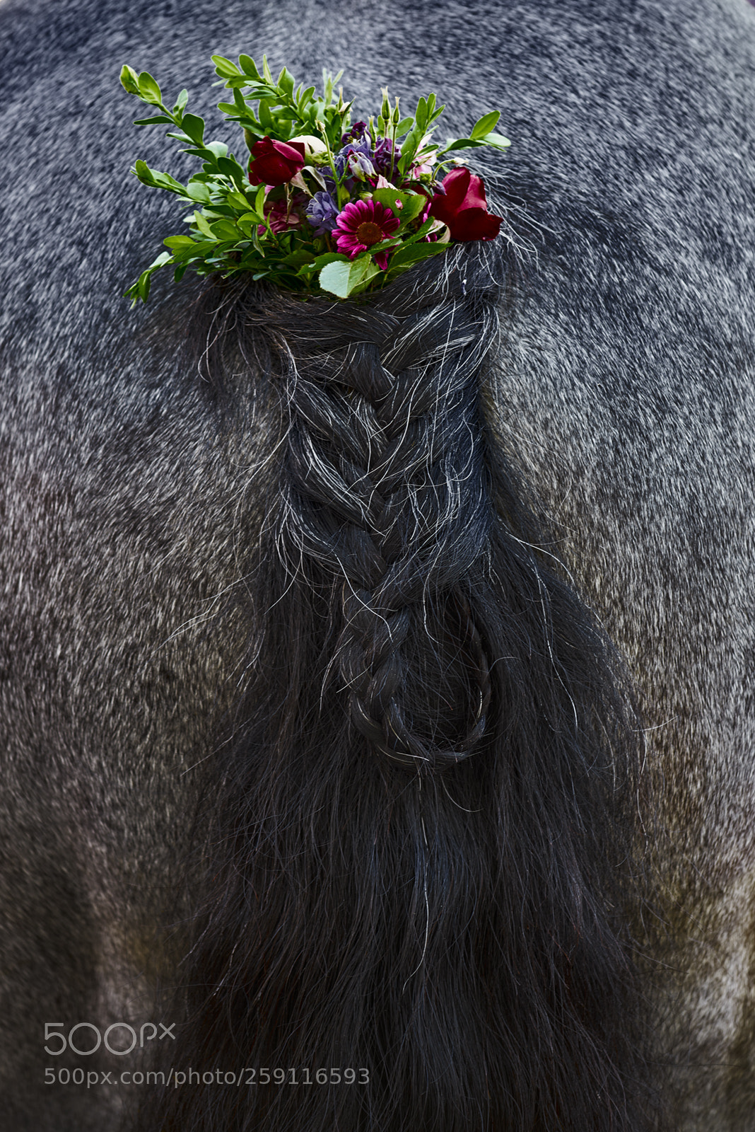 Nikon D750 sample photo. Behind the horses  2 photography