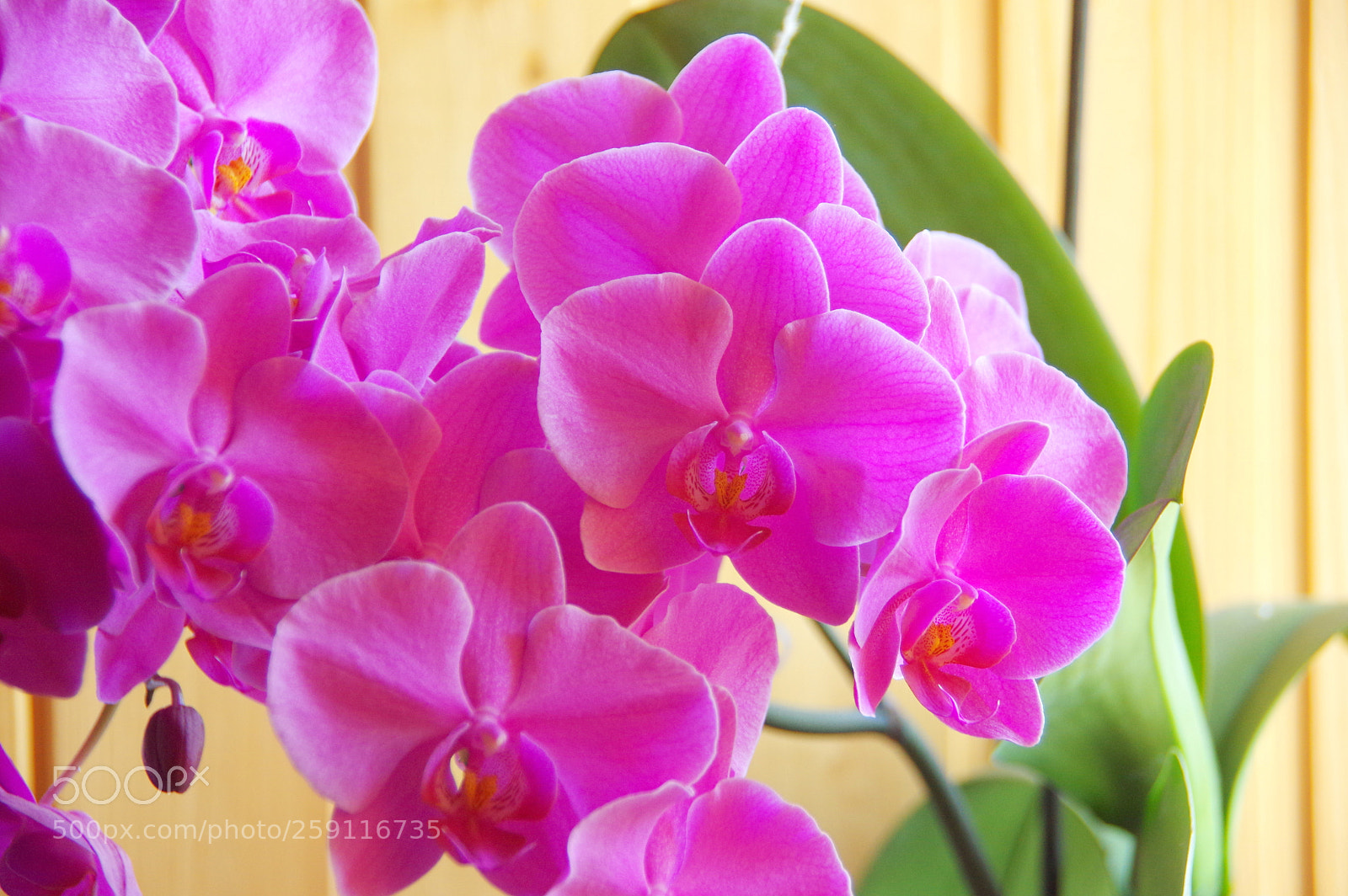 Pentax K-3 sample photo. Orchid linda photography