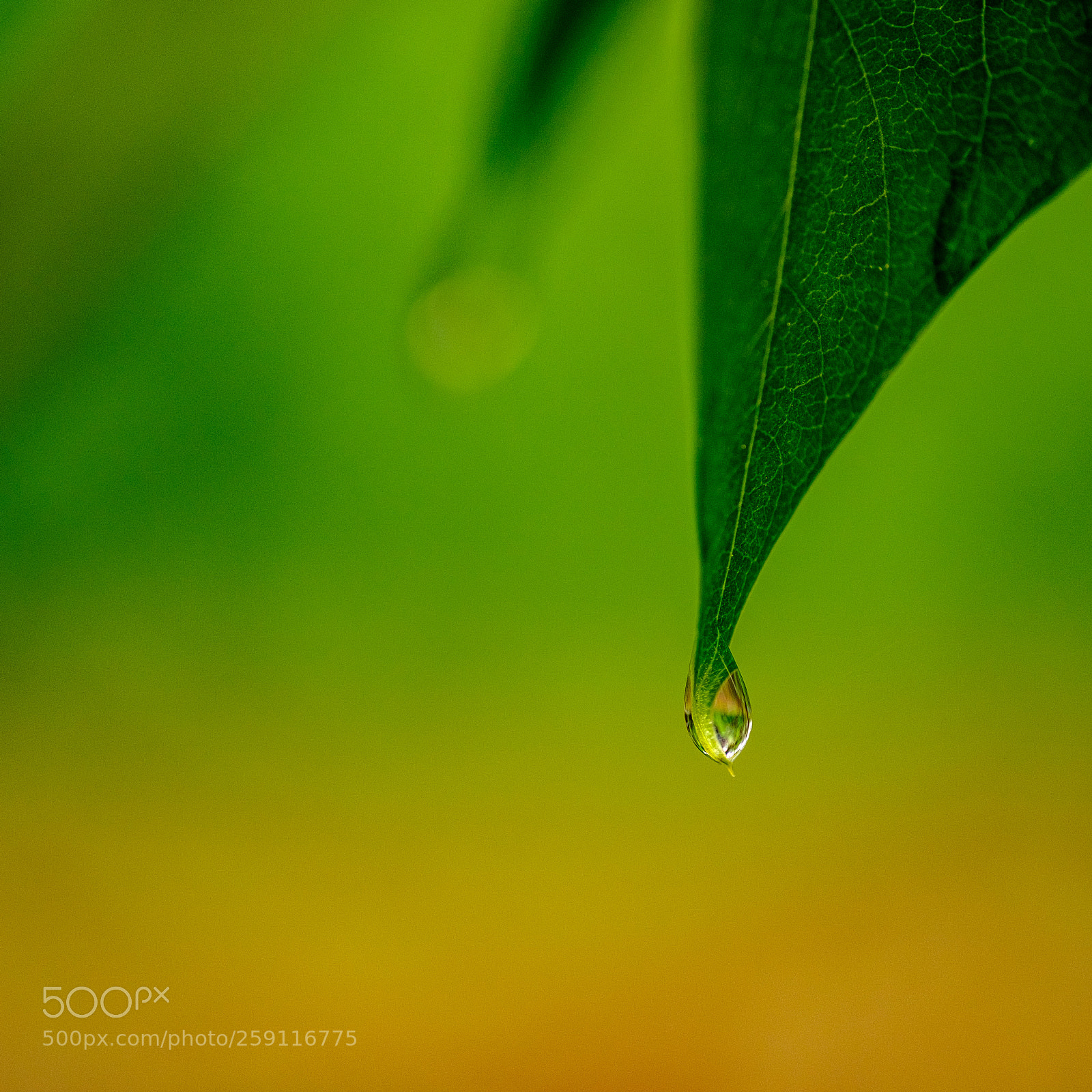 Fujifilm X-Pro2 sample photo. After the rain ... photography
