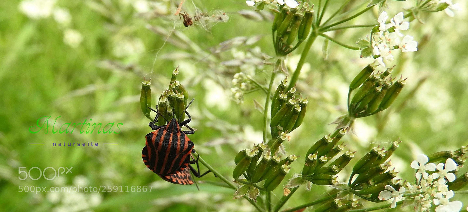 Nikon Coolpix P610 sample photo. Love photography