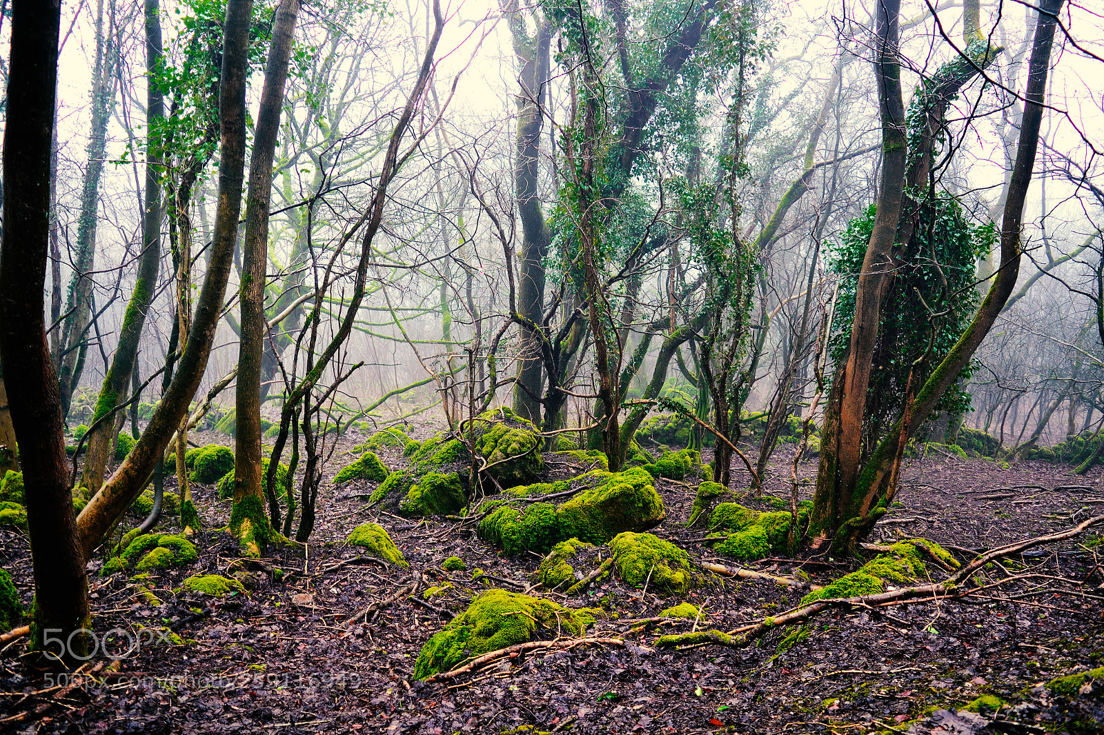 Nikon D3100 sample photo. Woods photography