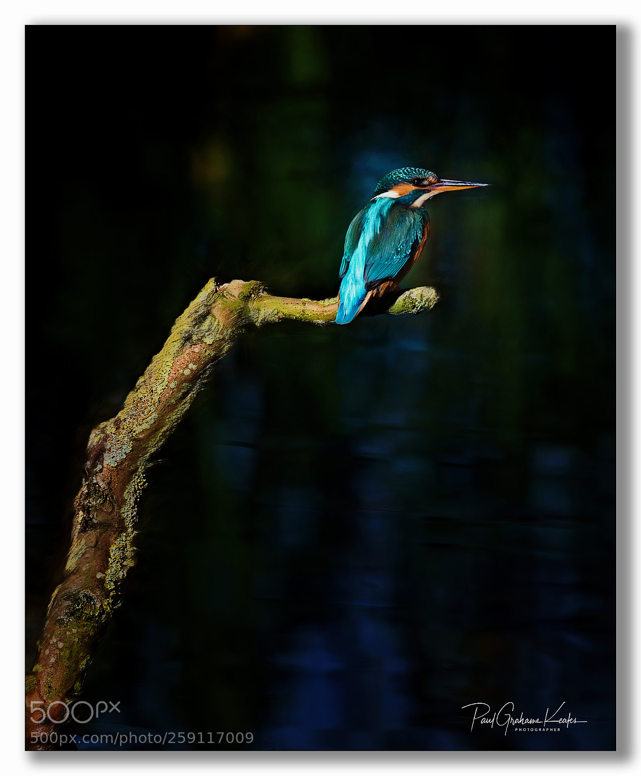 Canon EOS-1D X sample photo. Who's watching who? .... photography