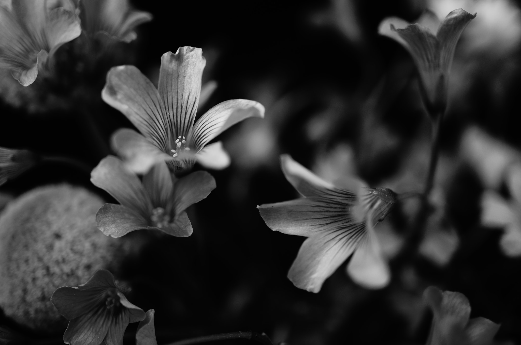 Sony Alpha NEX-5T sample photo. Little flowers from the summer garden photography