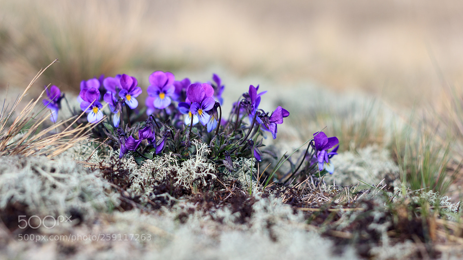 Canon EOS 550D (EOS Rebel T2i / EOS Kiss X4) sample photo. Viola littoralis photography