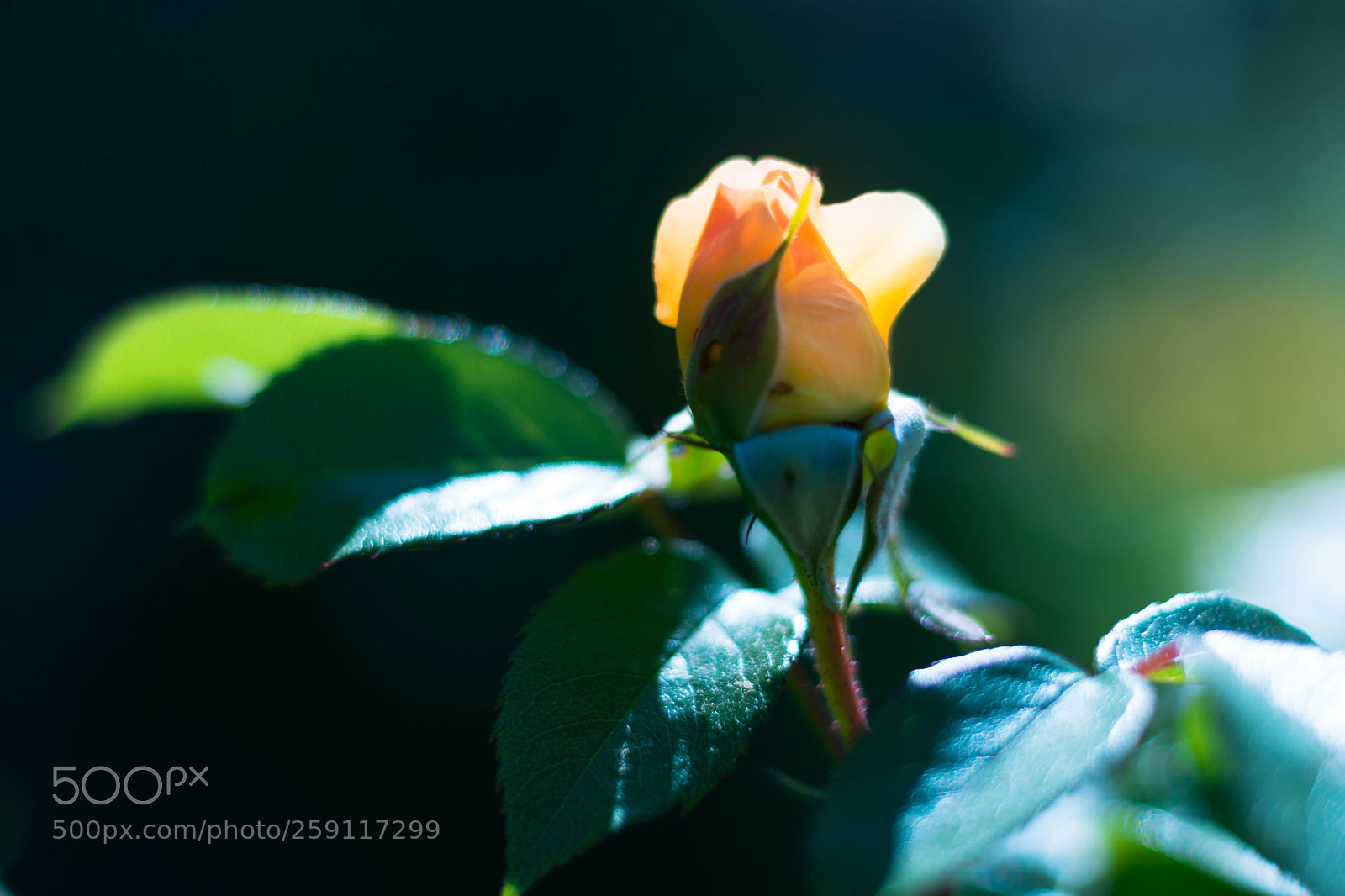 Nikon D7200 sample photo. Morning rose photography