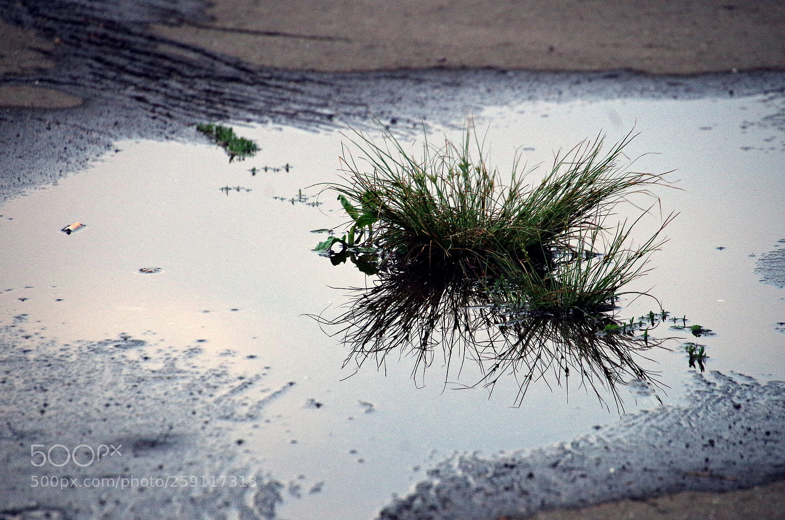 Pentax K-50 sample photo. Life on the asphalt photography
