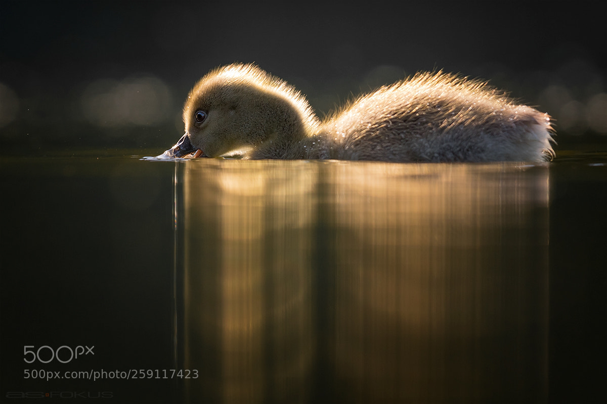 Canon EOS 7D Mark II sample photo. Goose photography