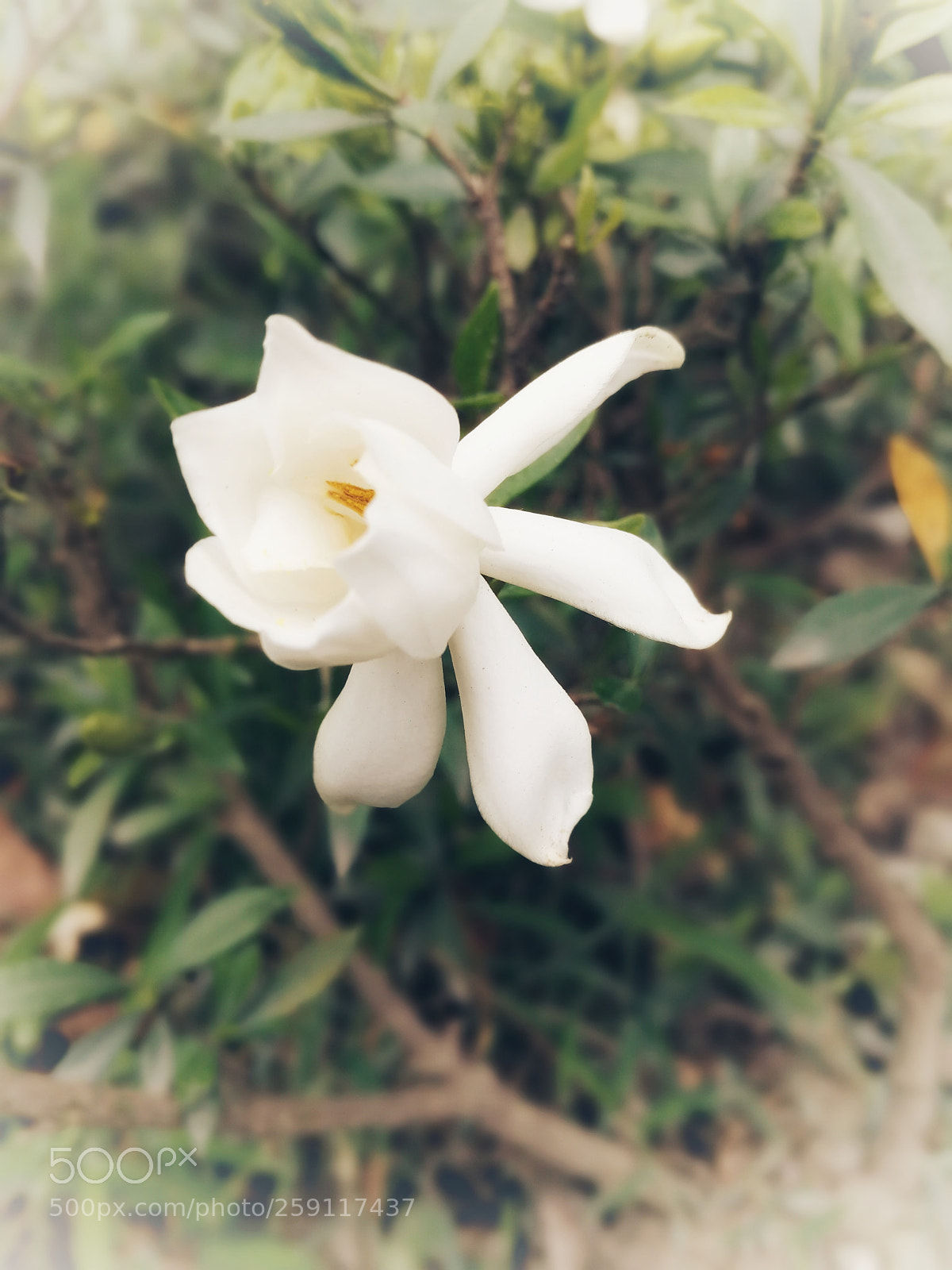 HUAWEI Mate 9 sample photo. Untitled photography