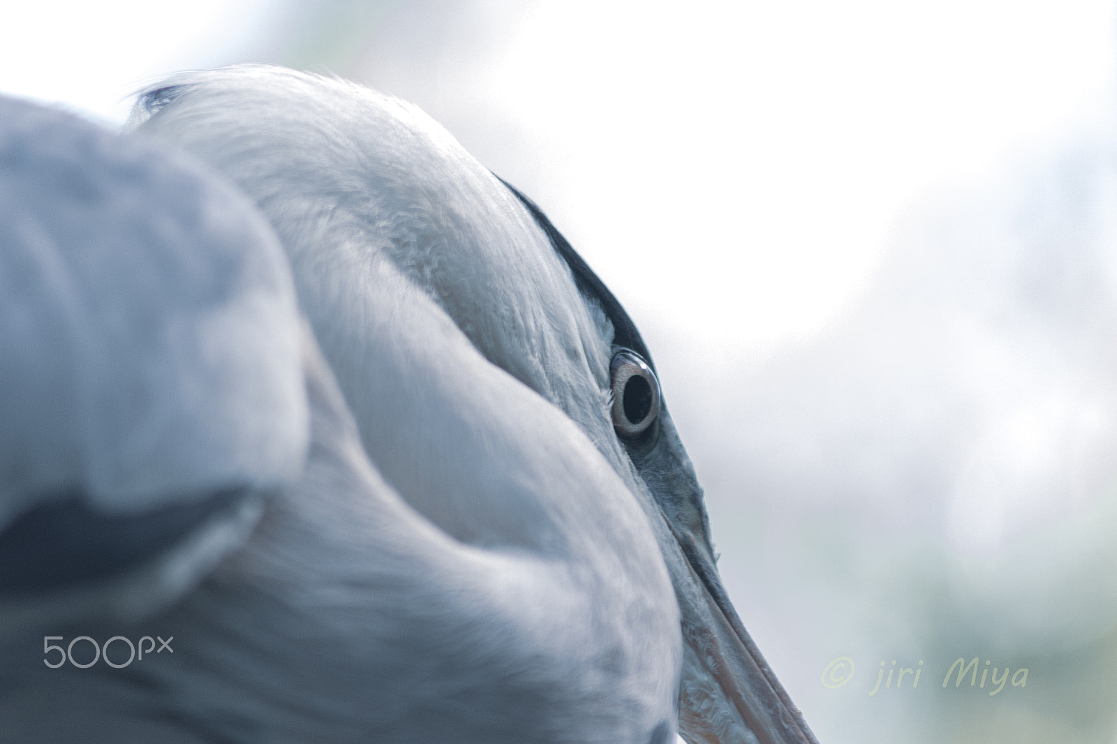 Canon EOS 600D (Rebel EOS T3i / EOS Kiss X5) sample photo. Heron photography