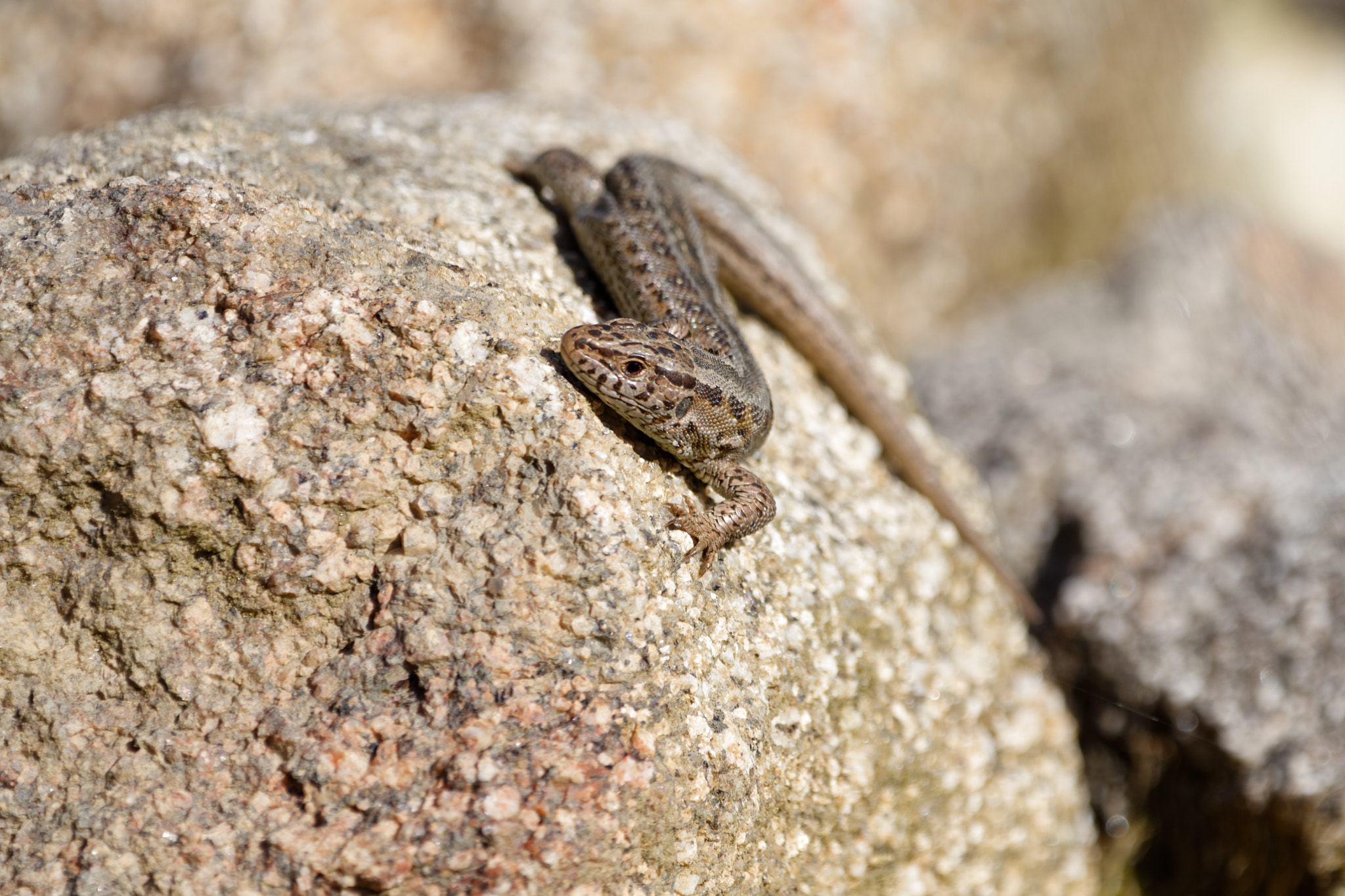 Nikon D5500 + Sigma 150-600mm F5-6.3 DG OS HSM | C sample photo. Lacerta agilis photography