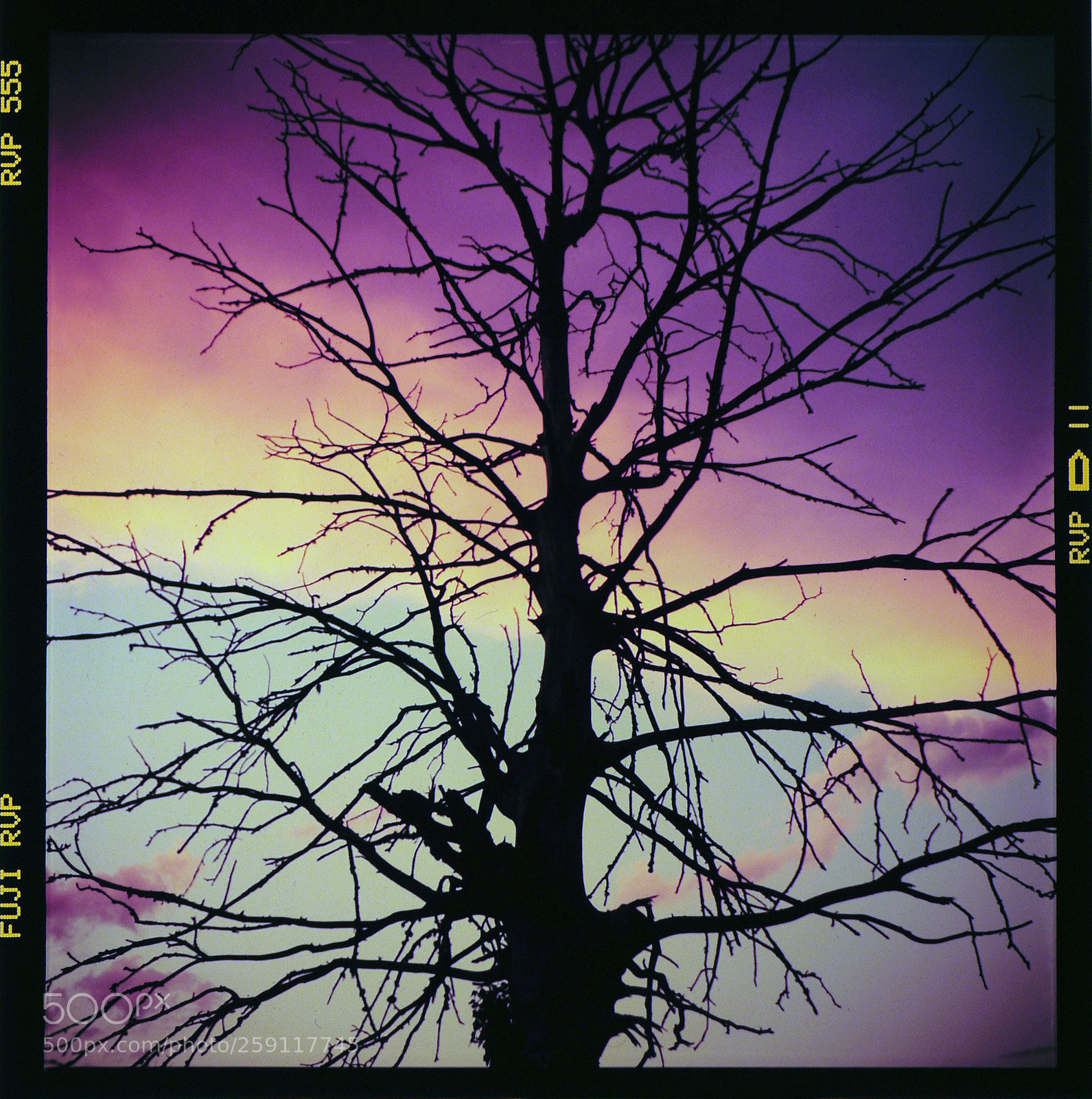 Nikon D90 sample photo. Dead elm tree on photography