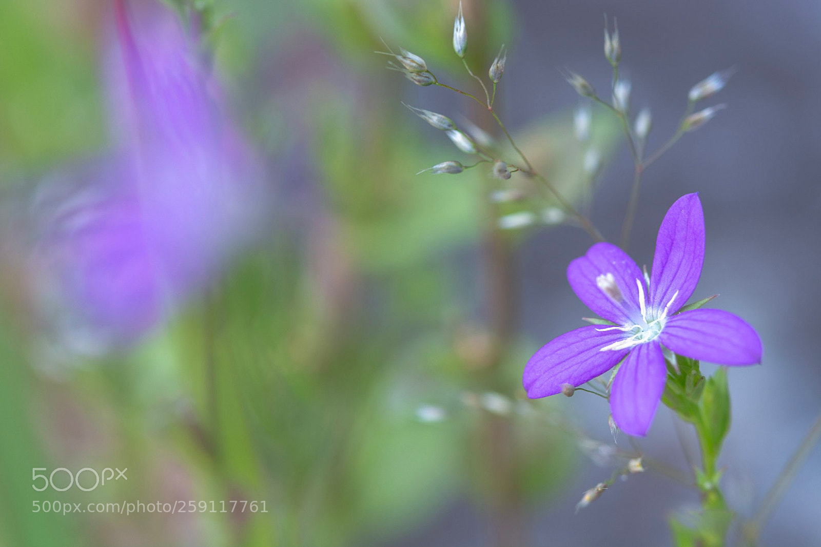 Nikon D7100 sample photo. Flower photography