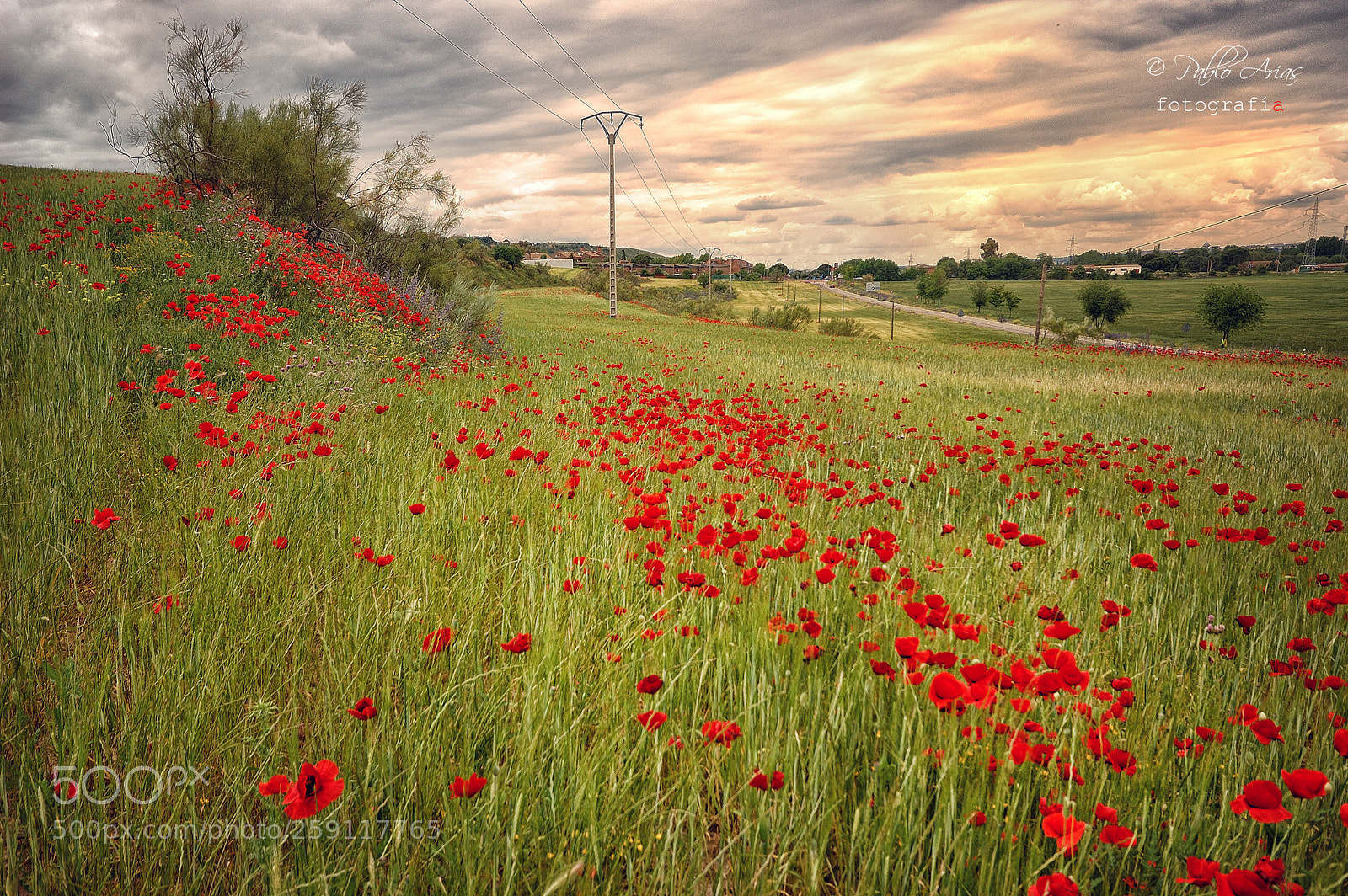 Nikon D50 sample photo. Campo de amapolas photography