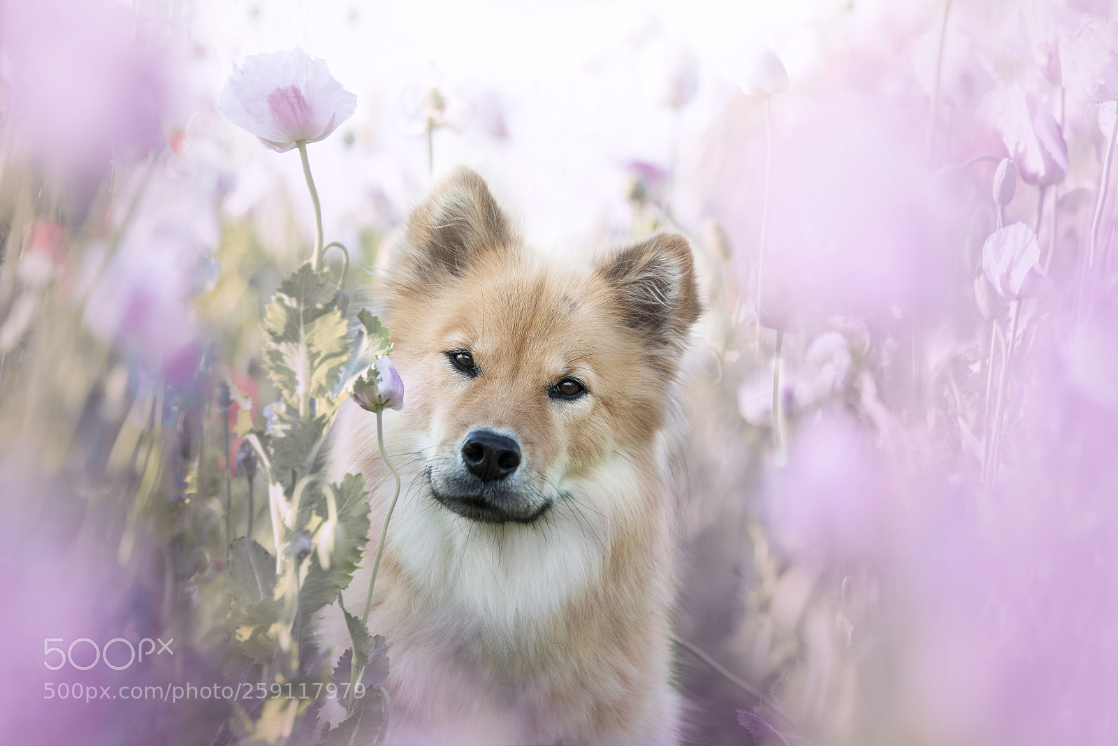 Nikon D750 sample photo. Coco in the poppyfield <3 photography