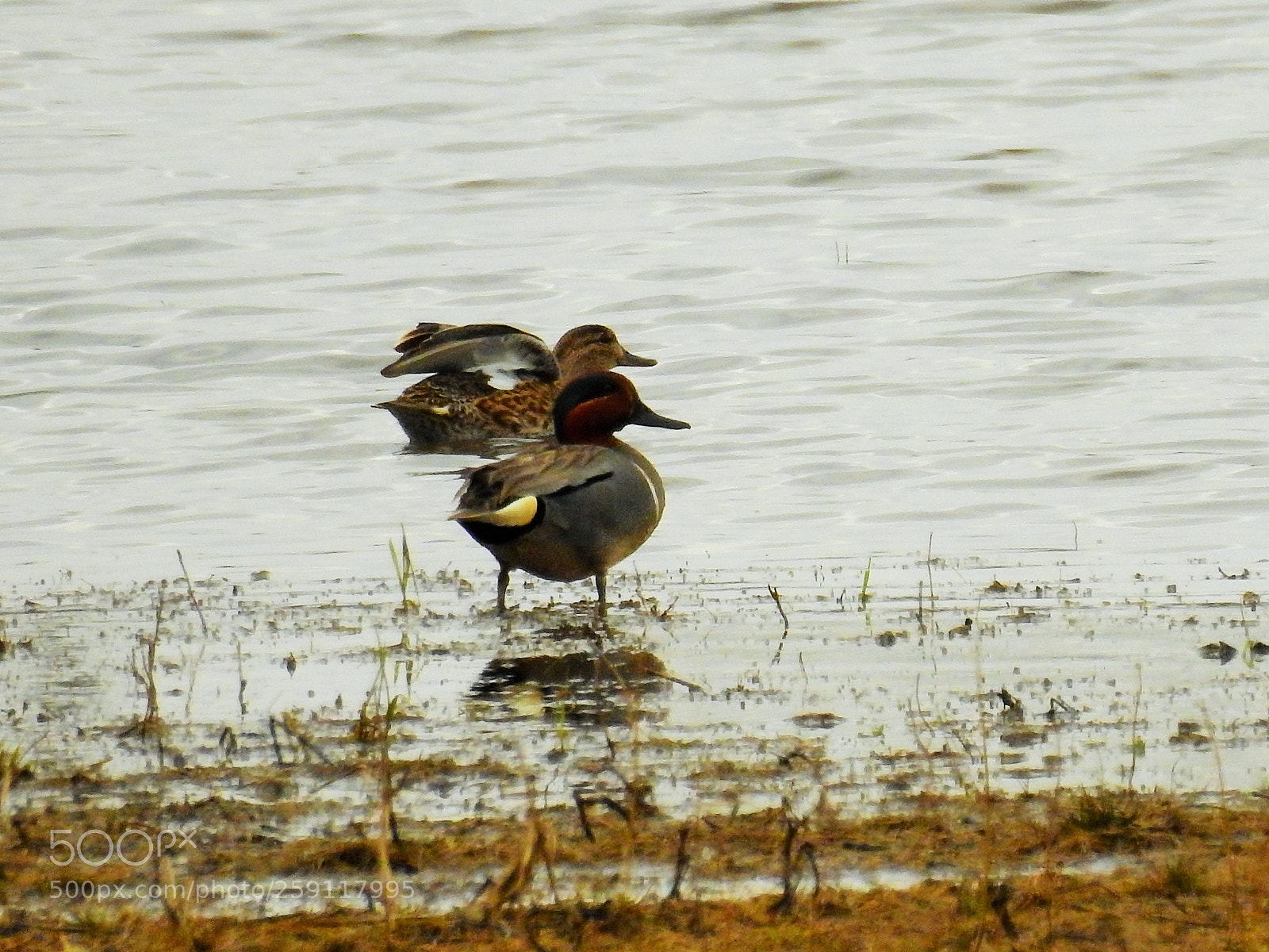 Nikon Coolpix P900 sample photo. Another migrant photography