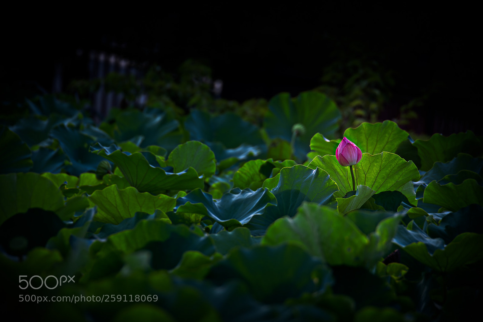 Nikon D7100 sample photo. Nenufar photography