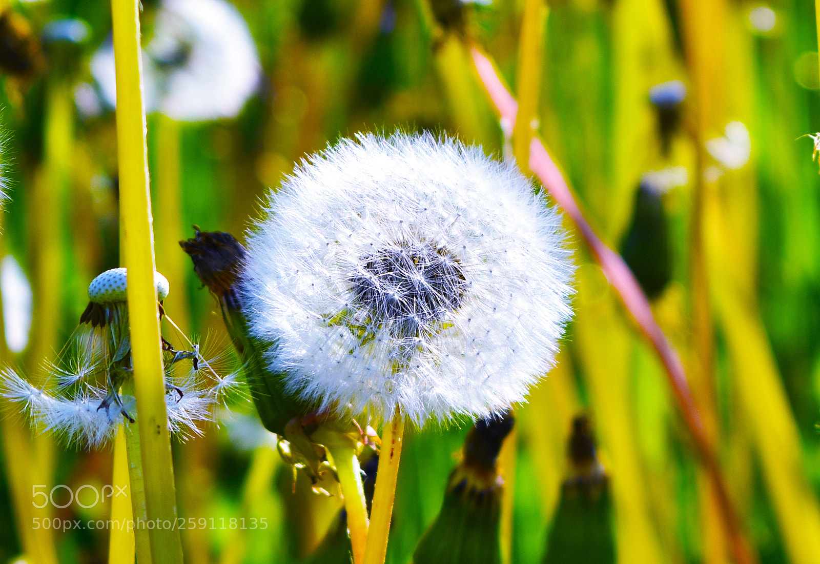 Nikon D3400 sample photo. Artic dandelion photography