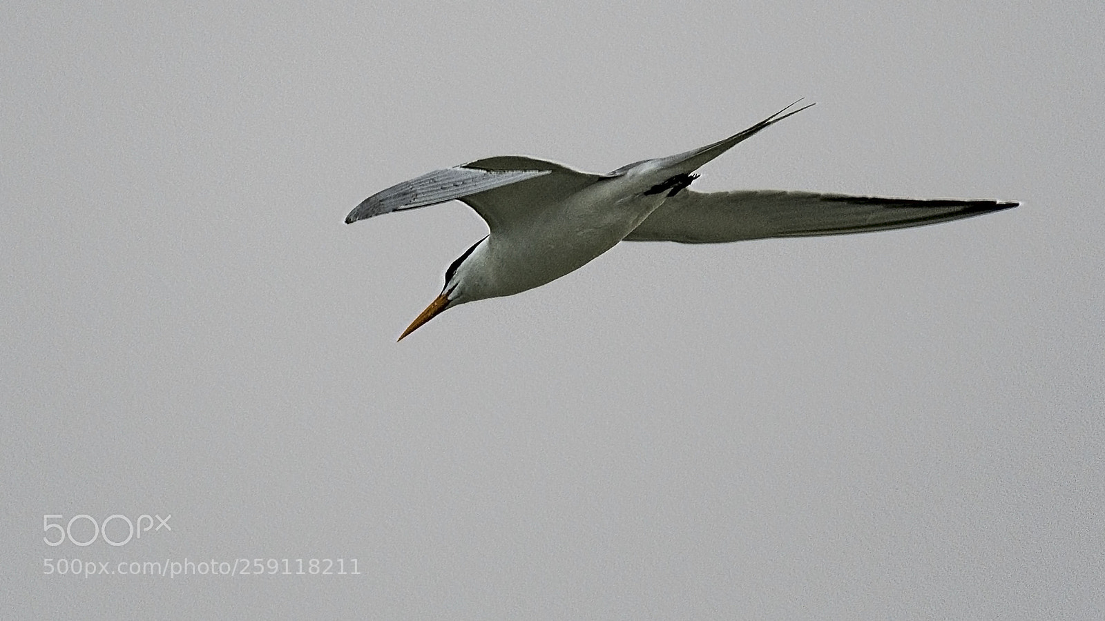 Nikon D500 sample photo. Royal tern charging photography