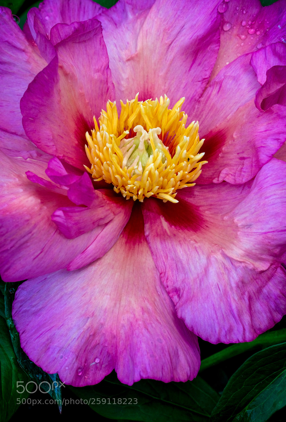 Fujifilm X-T2 sample photo. Peony photography