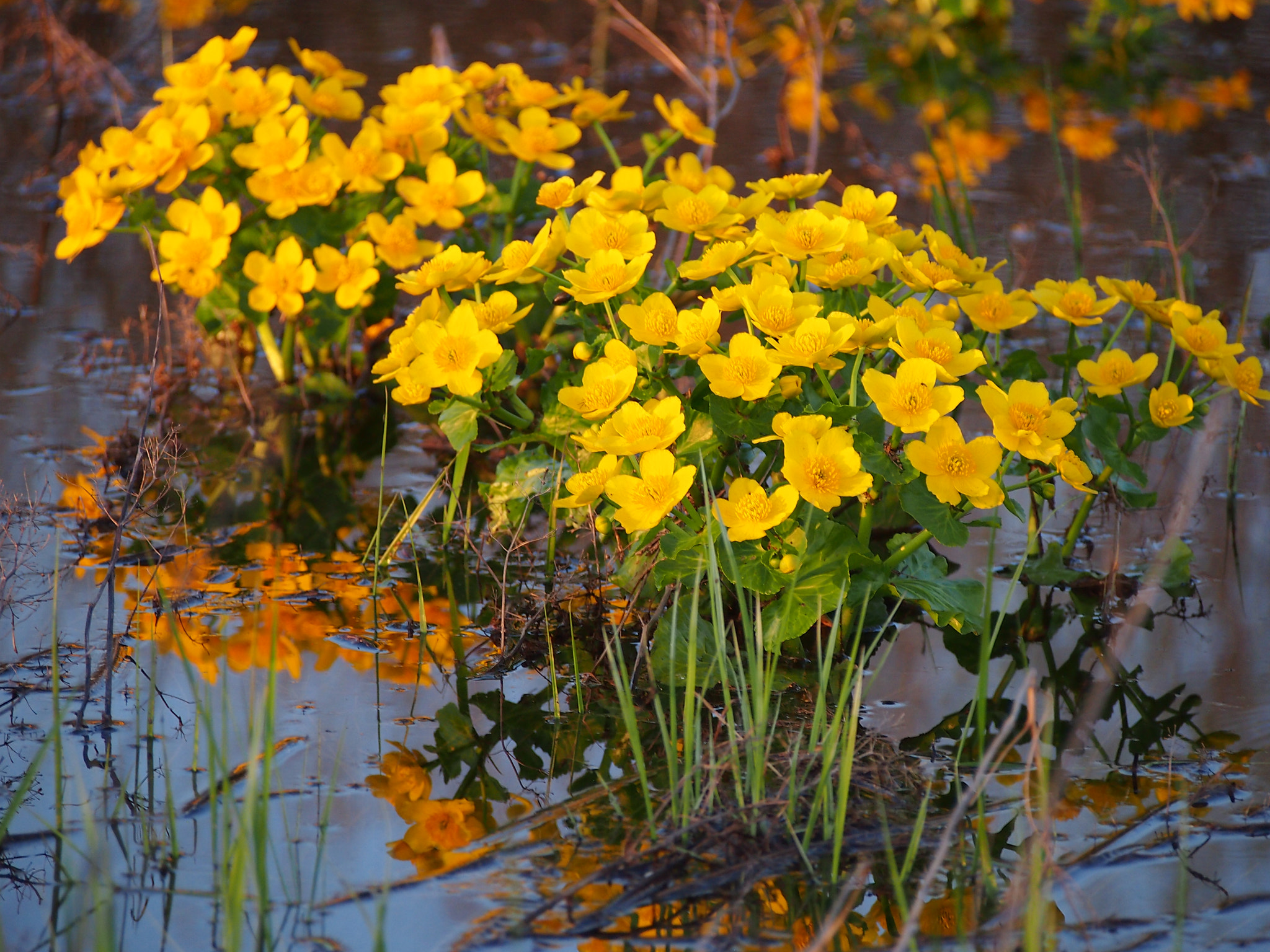 Olympus PEN E-PM1 sample photo. Kingcup. photography
