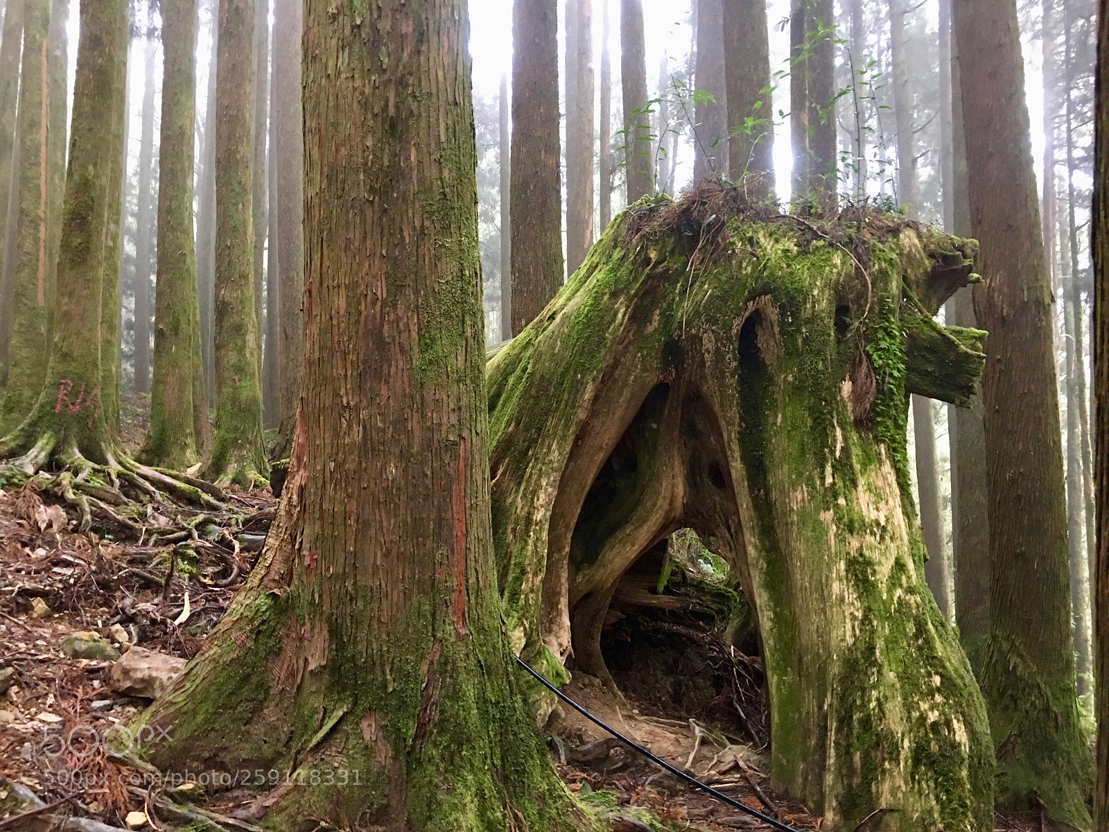 Apple iPhone 6s Plus sample photo. Alishan sacred tree stump photography