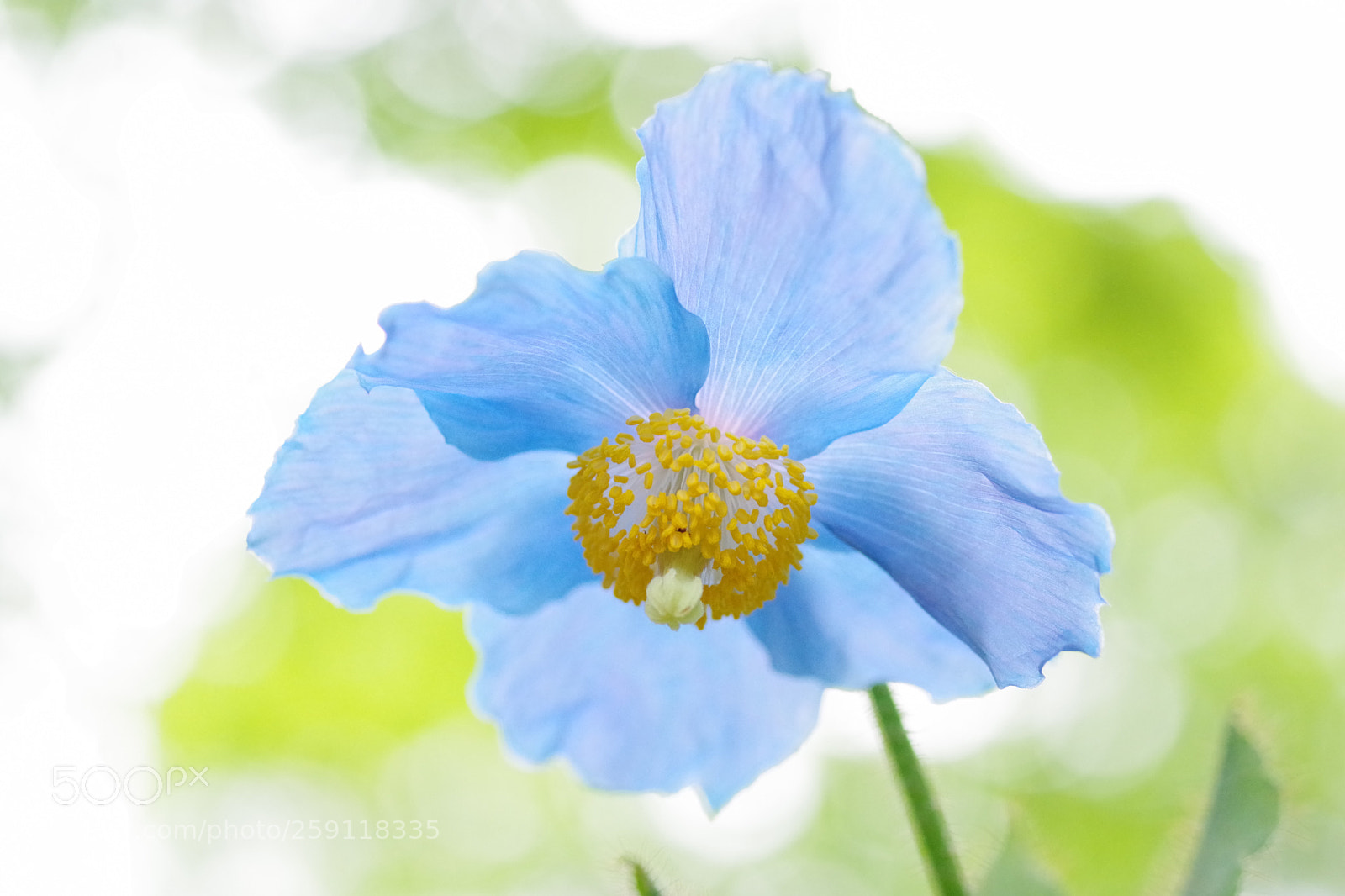 Pentax K-70 sample photo. Untitled photography